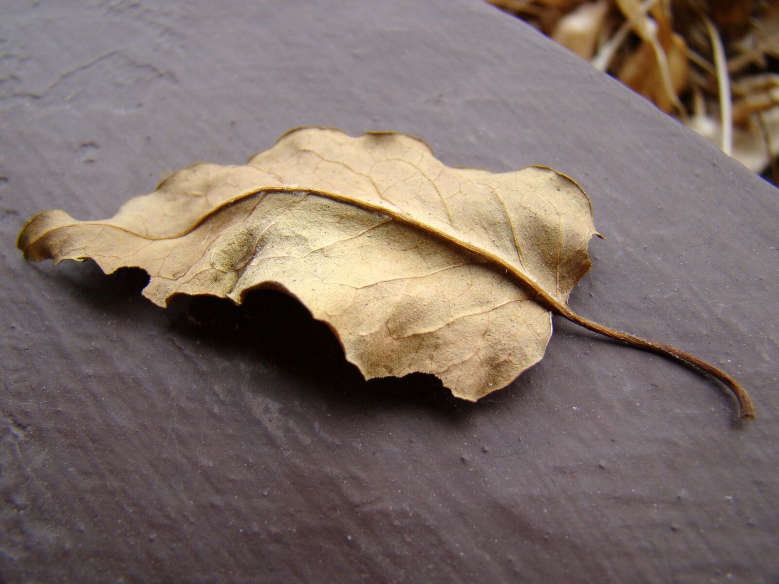 Sony Cyber-shot DSC-H50 sample photo. Leaf, dry leaf, autumn photography