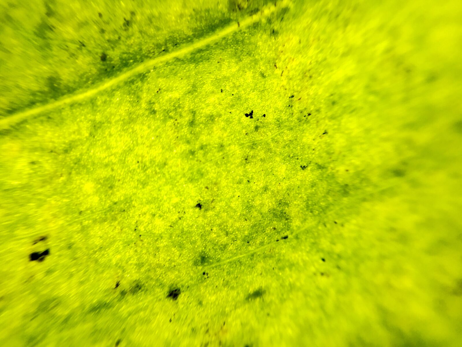 iPhone 6 back camera 4.15mm f/2.2 sample photo. Green, leaf, spring photography
