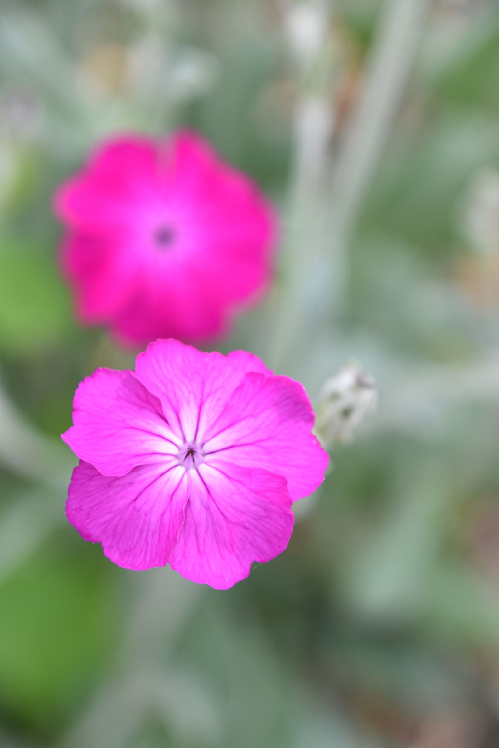 Nikon D5600 sample photo. Flower, nature, flowering photography