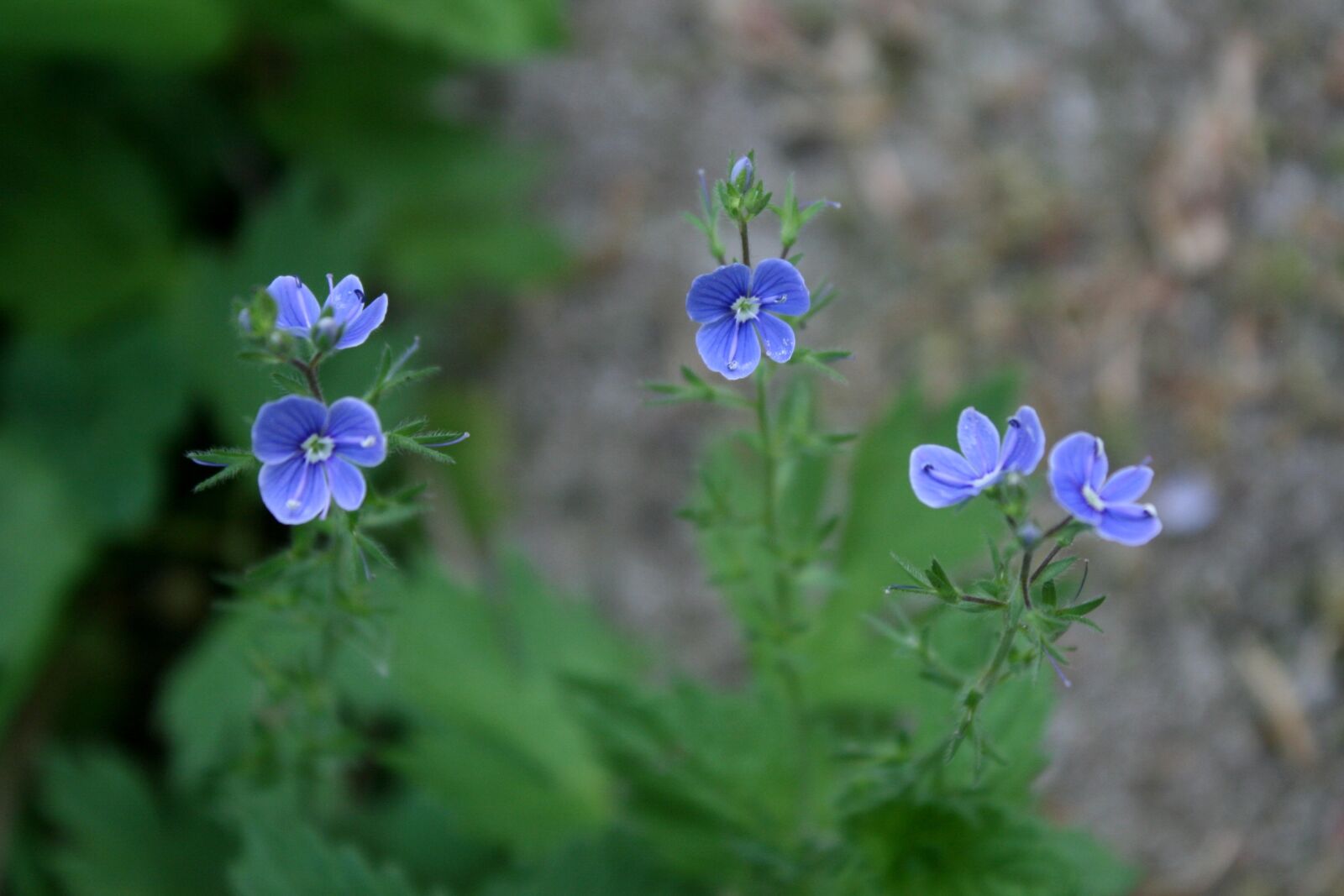 Canon EOS 400D (EOS Digital Rebel XTi / EOS Kiss Digital X) sample photo. Flowers, blue, nature photography