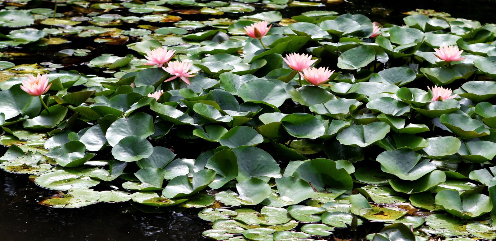 Canon EOS 7D Mark II + Canon EF 24-70mm F2.8L USM sample photo. Waterlily, pink flowers, pond photography