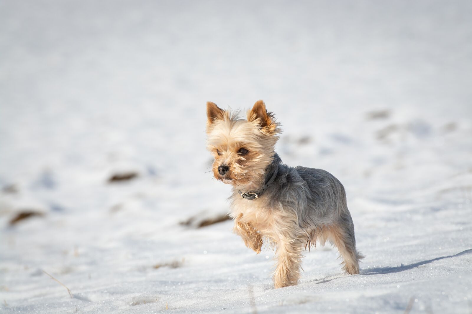 Nikon D7100 sample photo. Dog, small, winter photography