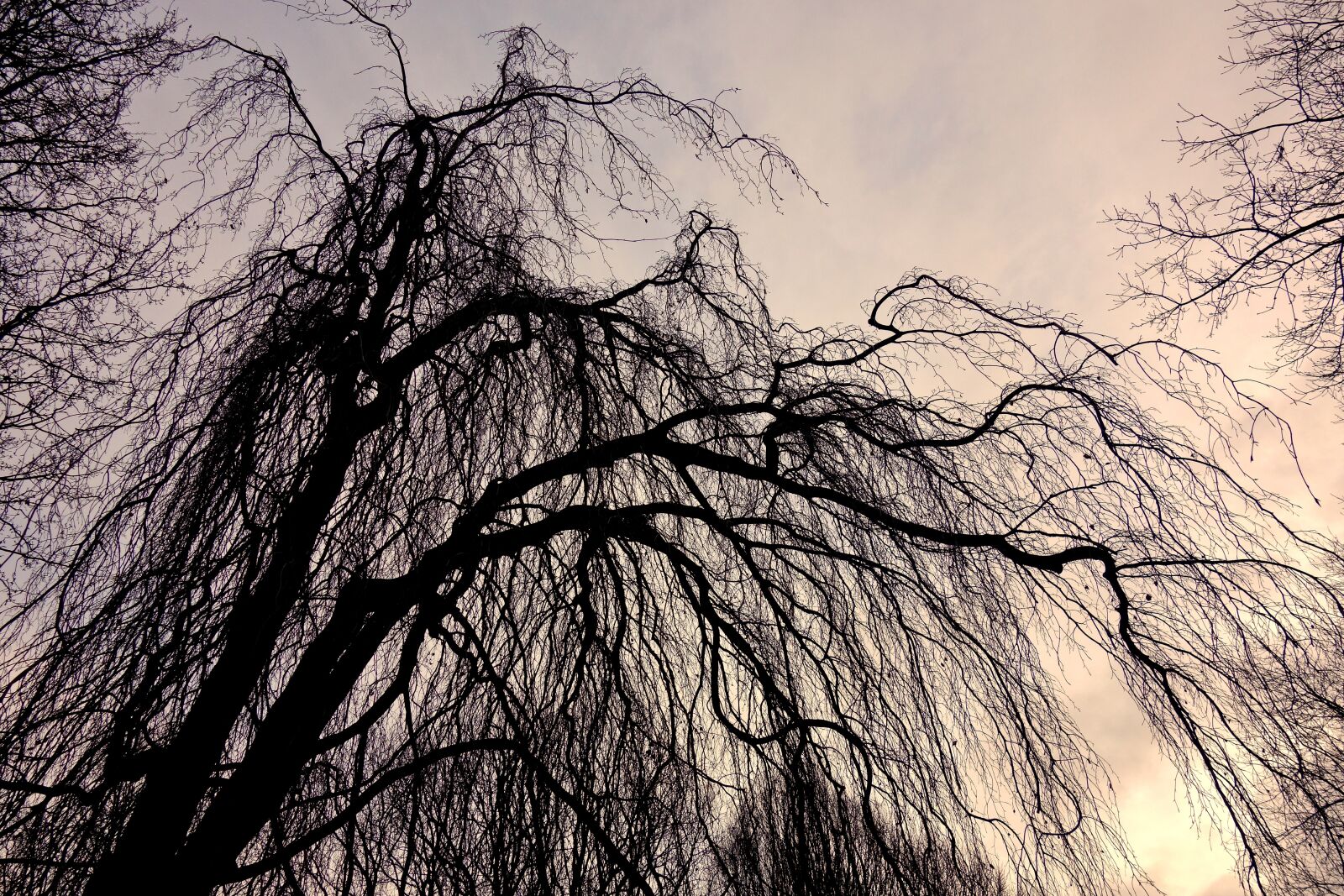 Sony Cyber-shot DSC-RX100 sample photo. Willow, tree, tree top photography