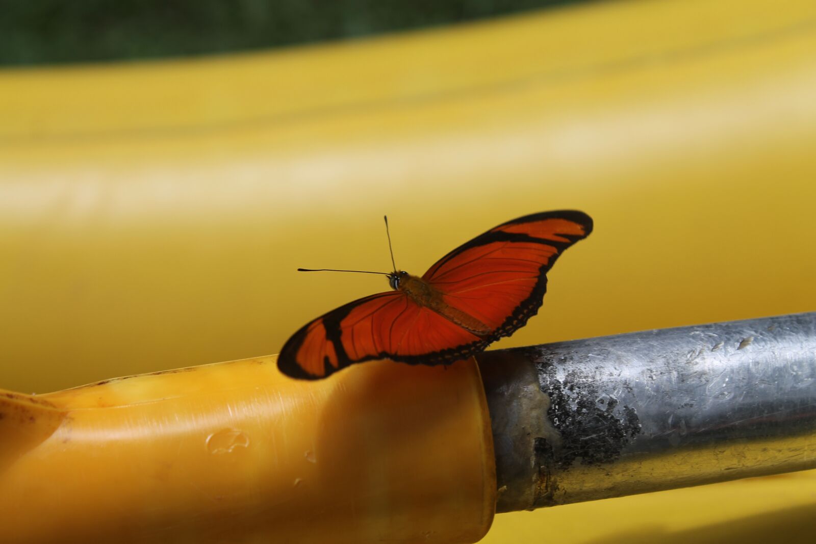 Canon EOS 1100D (EOS Rebel T3 / EOS Kiss X50) sample photo. Orange butterfly, iron, yellow photography