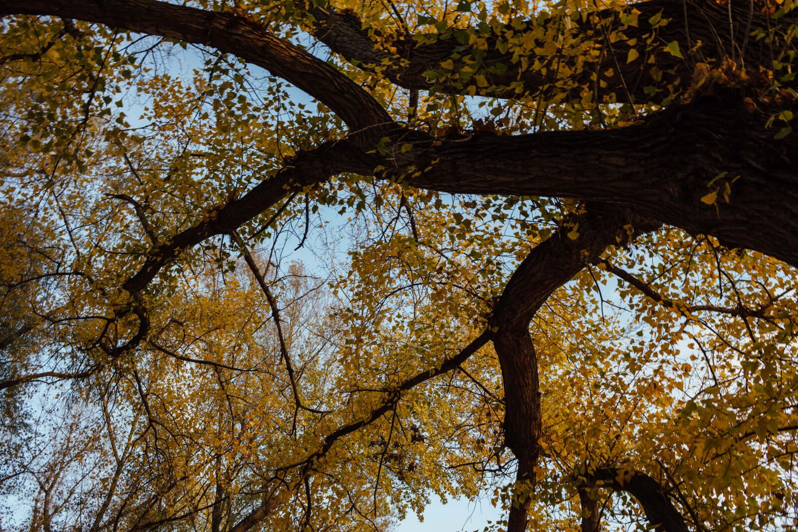 Canon EF-S 18-55mm F3.5-5.6 IS sample photo. Tree, autumn season, tall photography