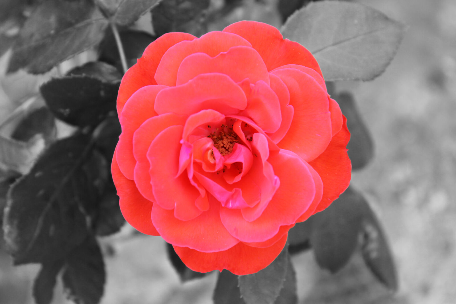 Canon EOS 1100D (EOS Rebel T3 / EOS Kiss X50) sample photo. Black, and, white, black photography