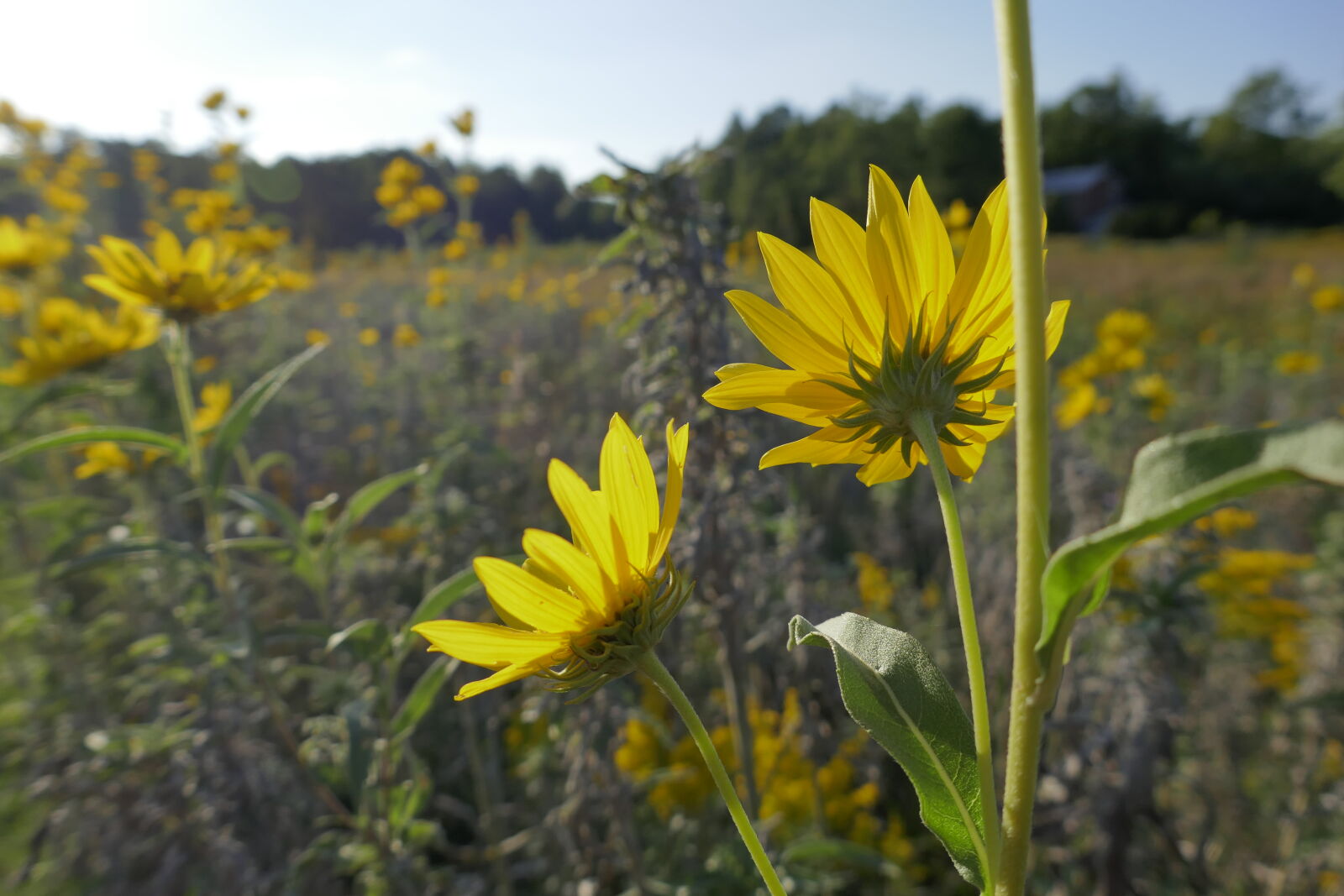 Panasonic Lumix DMC-ZS100 (Lumix DMC-TZ100) sample photo. Flowers, prairie, sunflowers, wildflowers photography