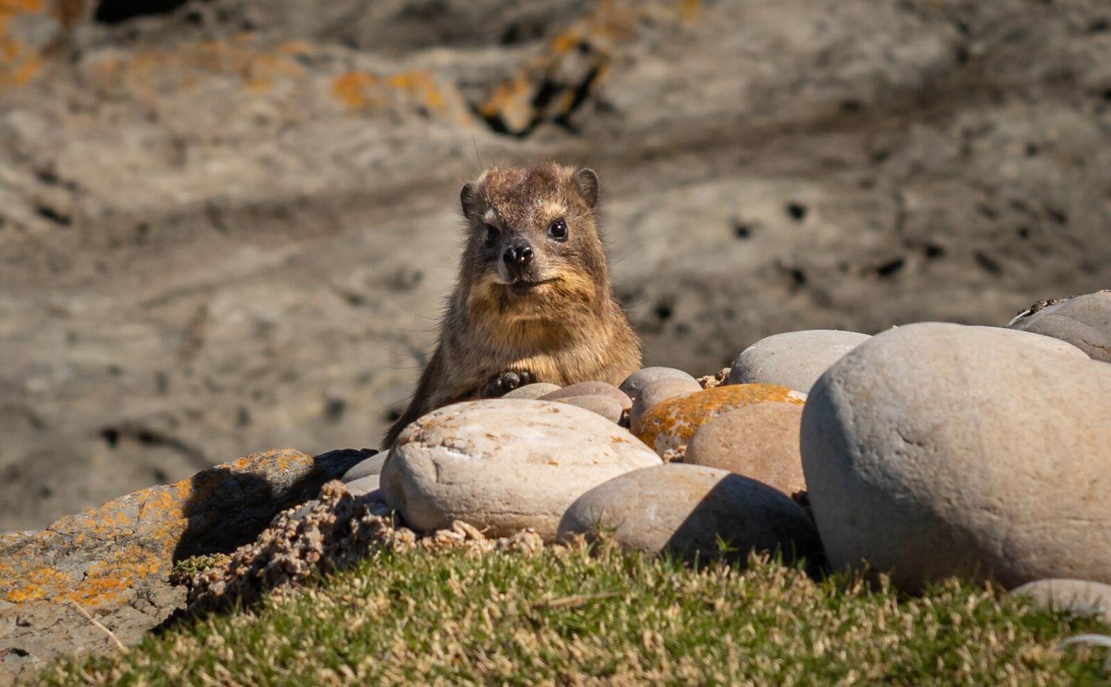 Nikon D750 sample photo. Hyrax, south africa, coast photography