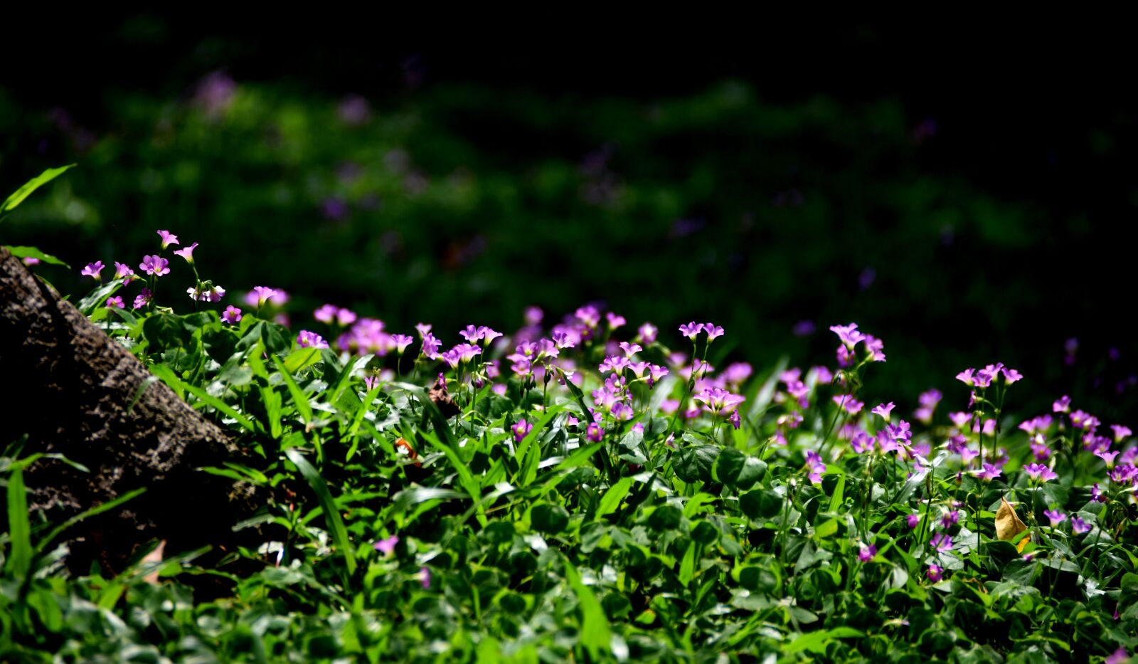 Nikon D7200 sample photo. Sour flowers, purple, light photography