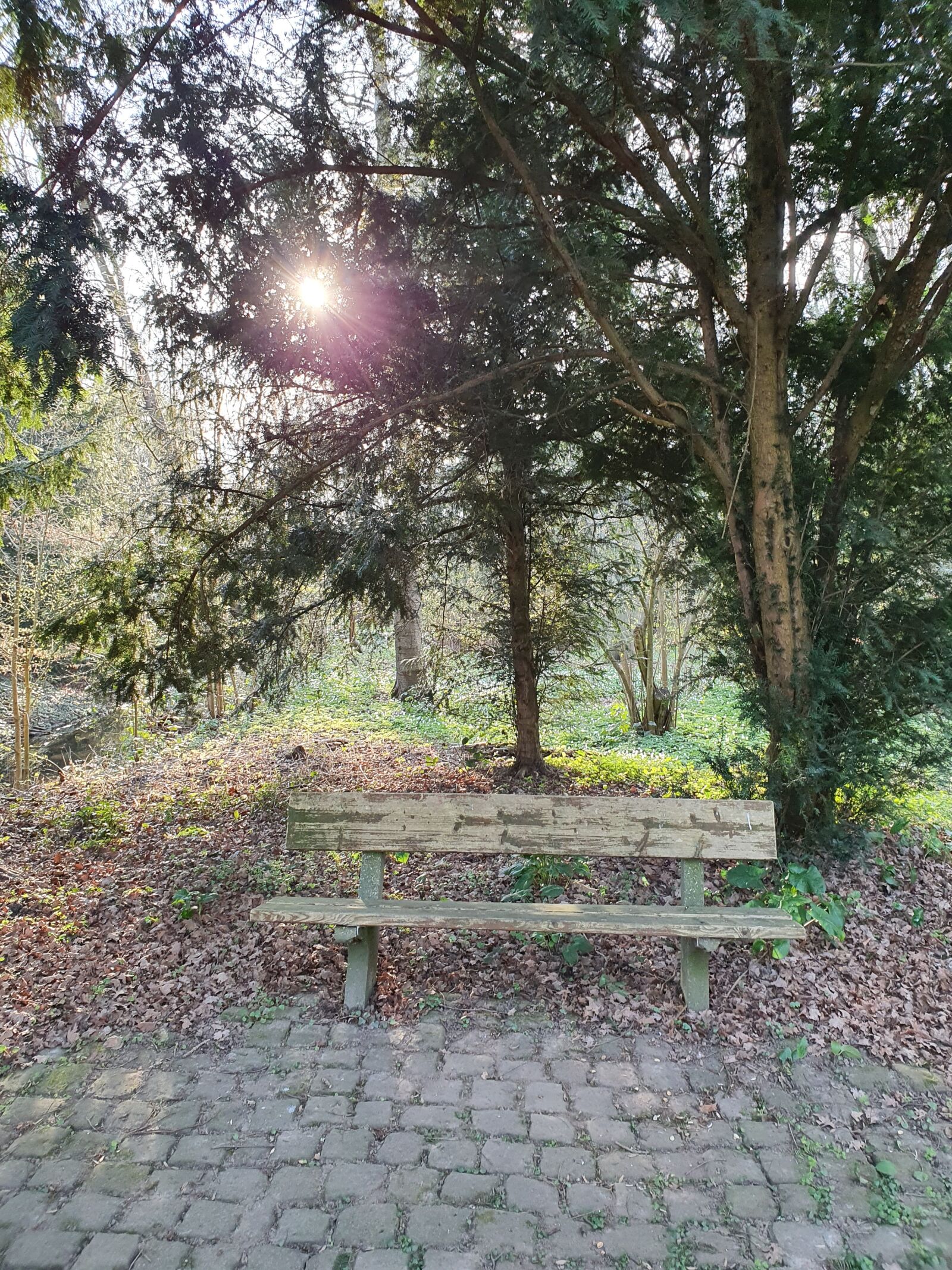 Samsung Galaxy S10 sample photo. Forest, park, bank photography