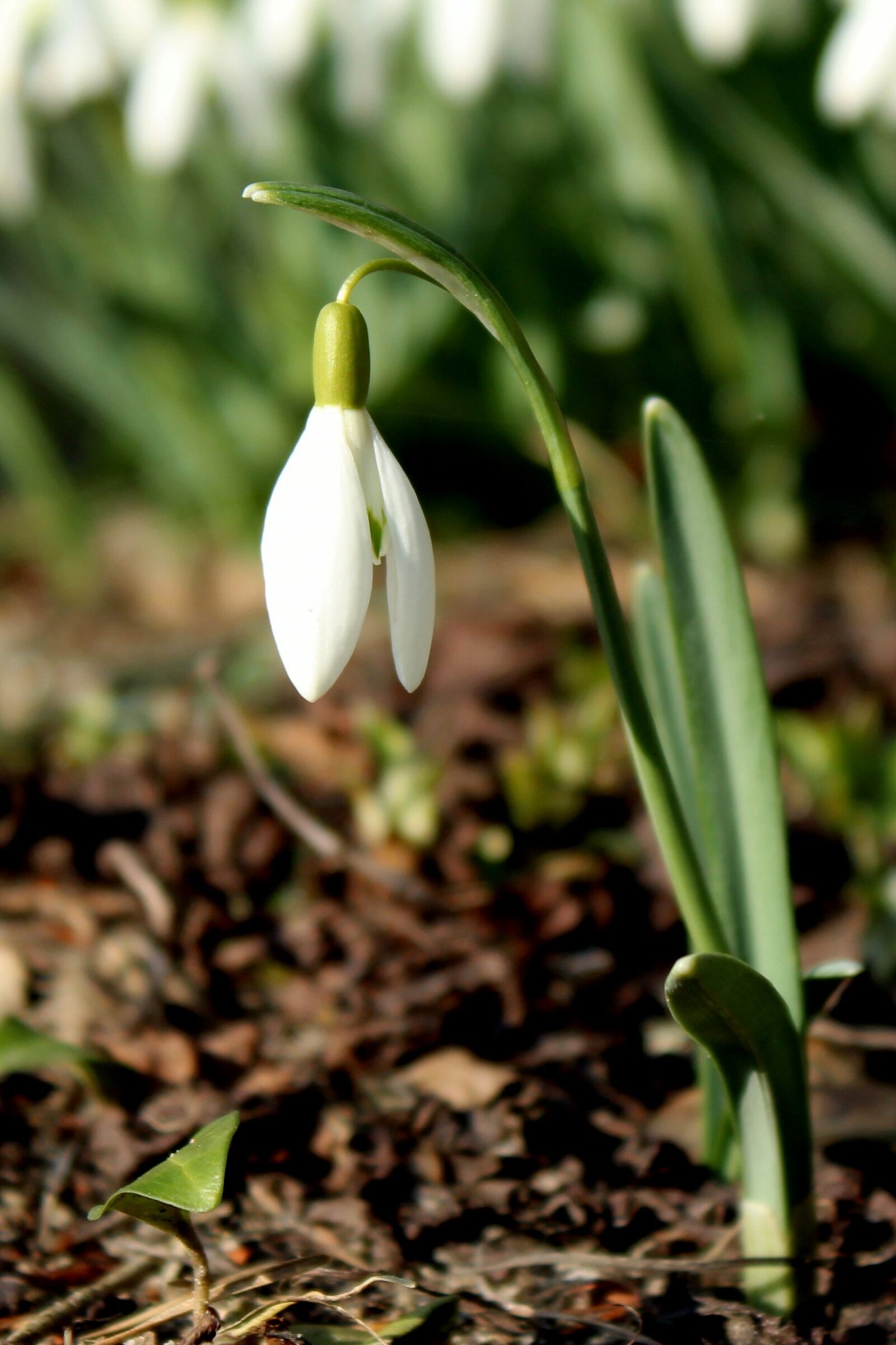 Canon EOS 1300D (EOS Rebel T6 / EOS Kiss X80) sample photo. Snowdrop, nature, season photography