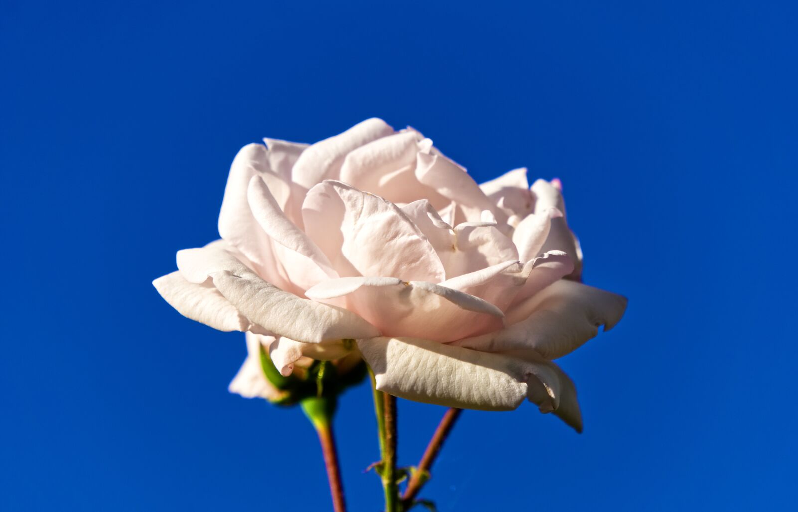 Sony a6000 sample photo. Rose, flourished, pink photography