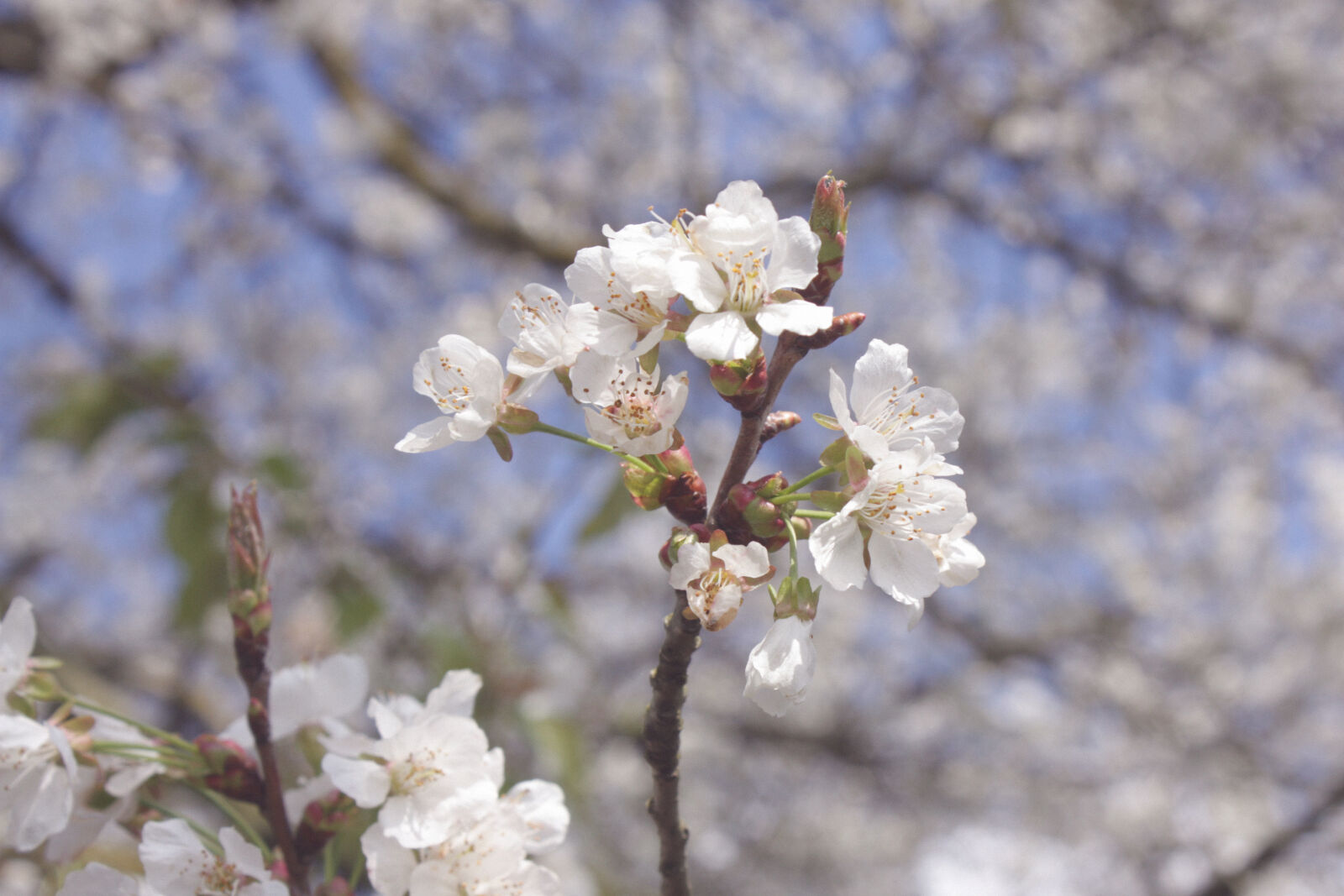 Canon EOS 450D (EOS Rebel XSi / EOS Kiss X2) sample photo. Bloom, cherry, blossom, flowers photography