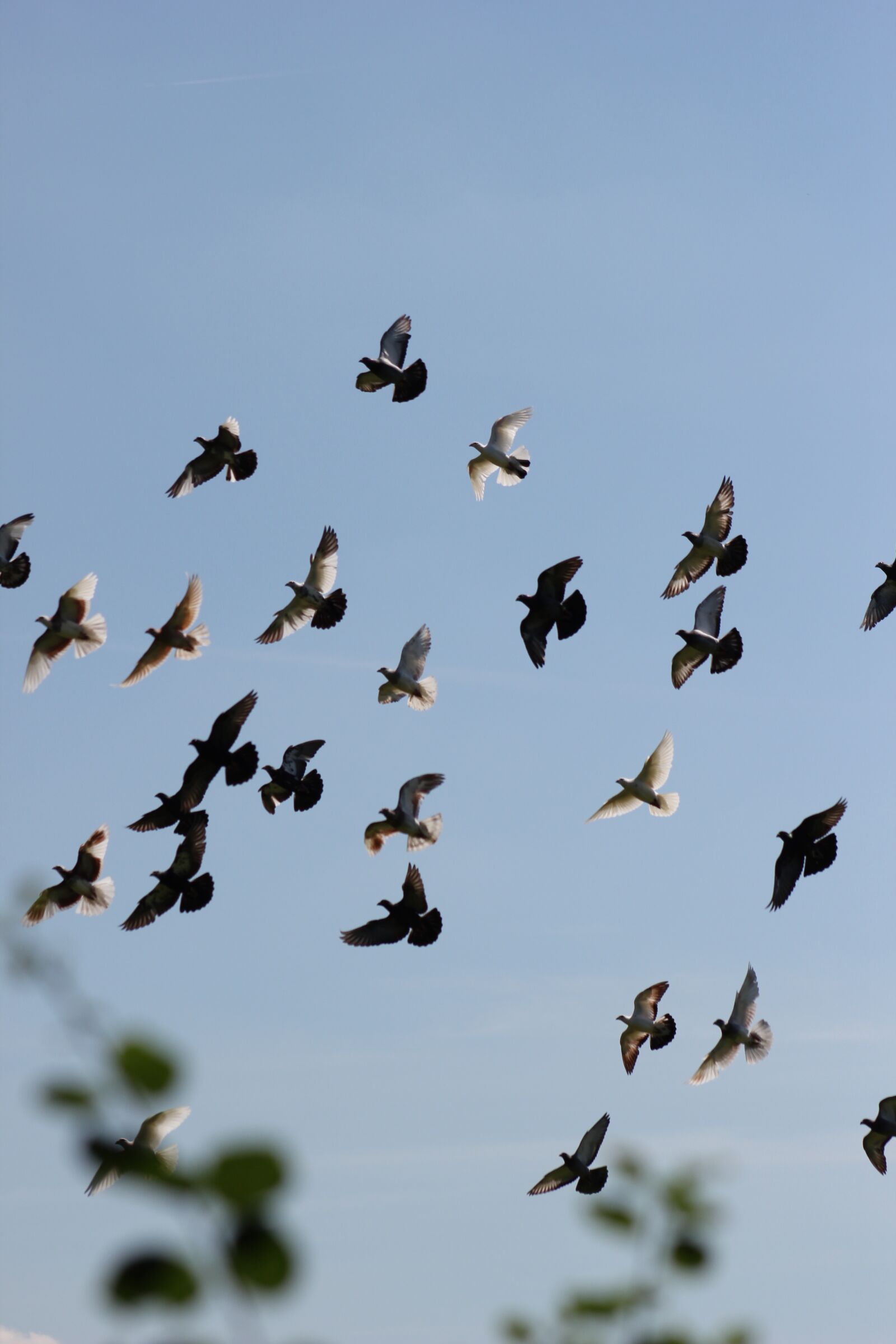 Canon EOS 550D (EOS Rebel T2i / EOS Kiss X4) sample photo. Pigeons, homing pigeon, dove photography