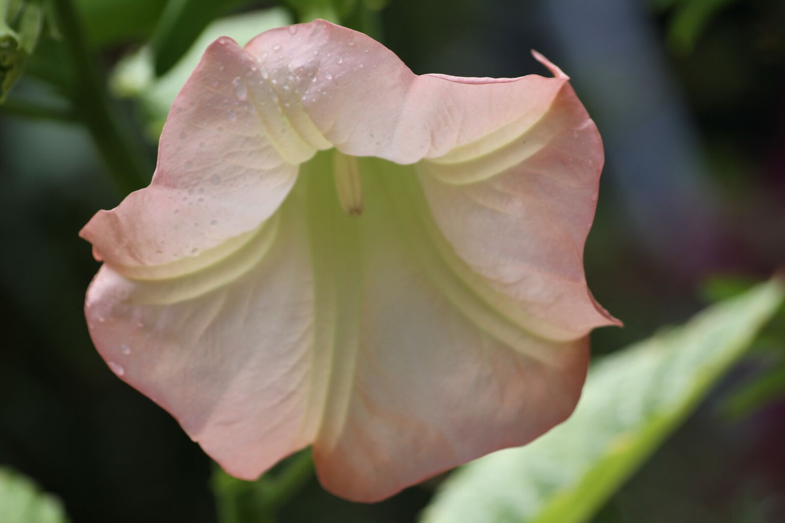 Canon EOS 7D sample photo. Flower, petals, pink and photography