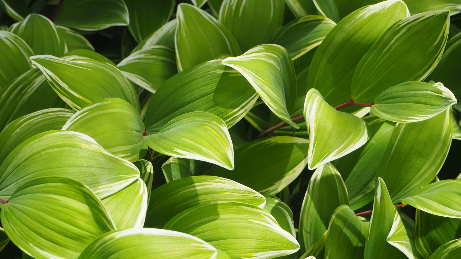 Olympus OM-D E-M10 II sample photo. Foliage, bush, green photography
