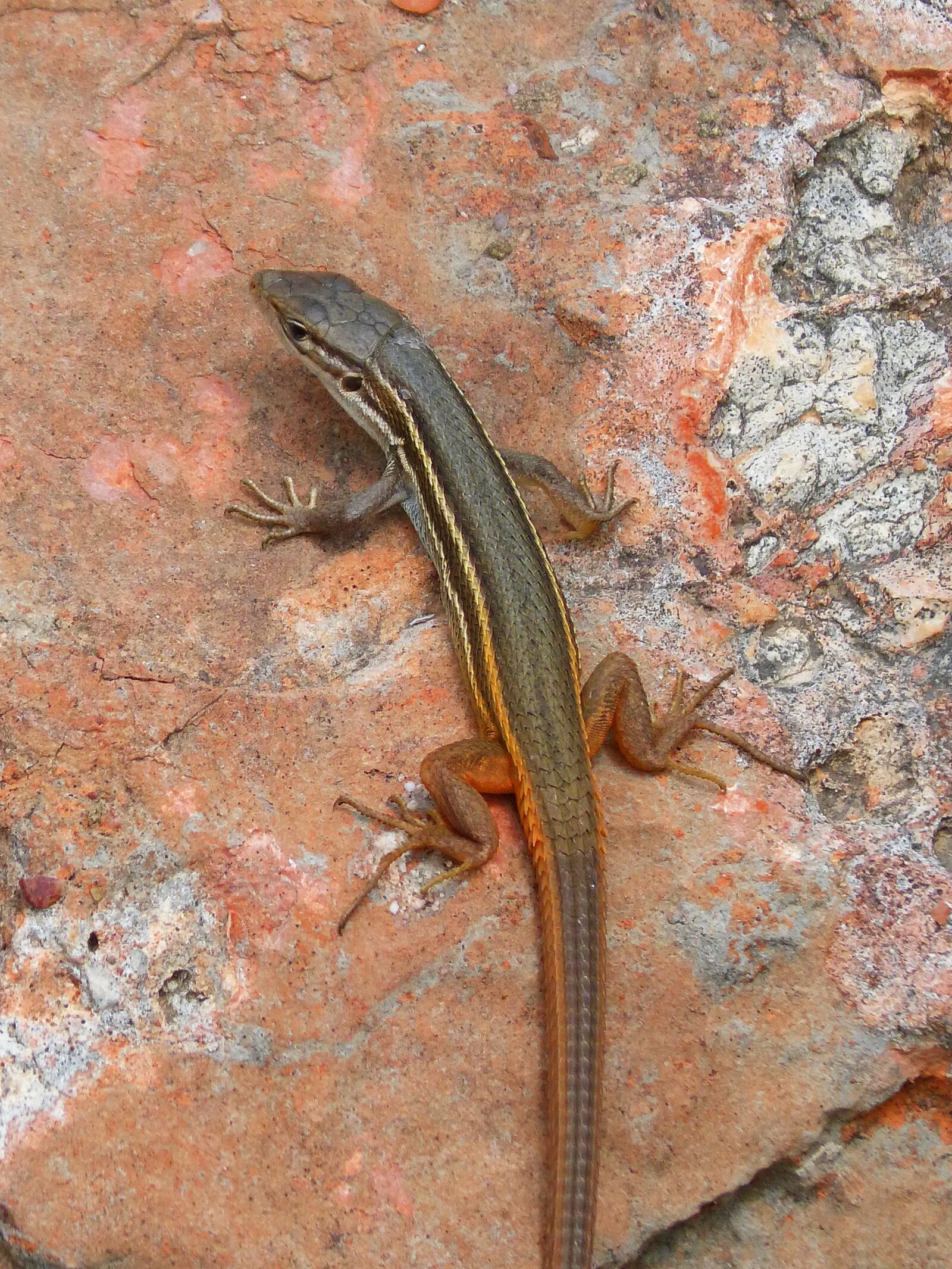 Panasonic DMC-FZ62 sample photo. Lizard, sargantana, rock photography