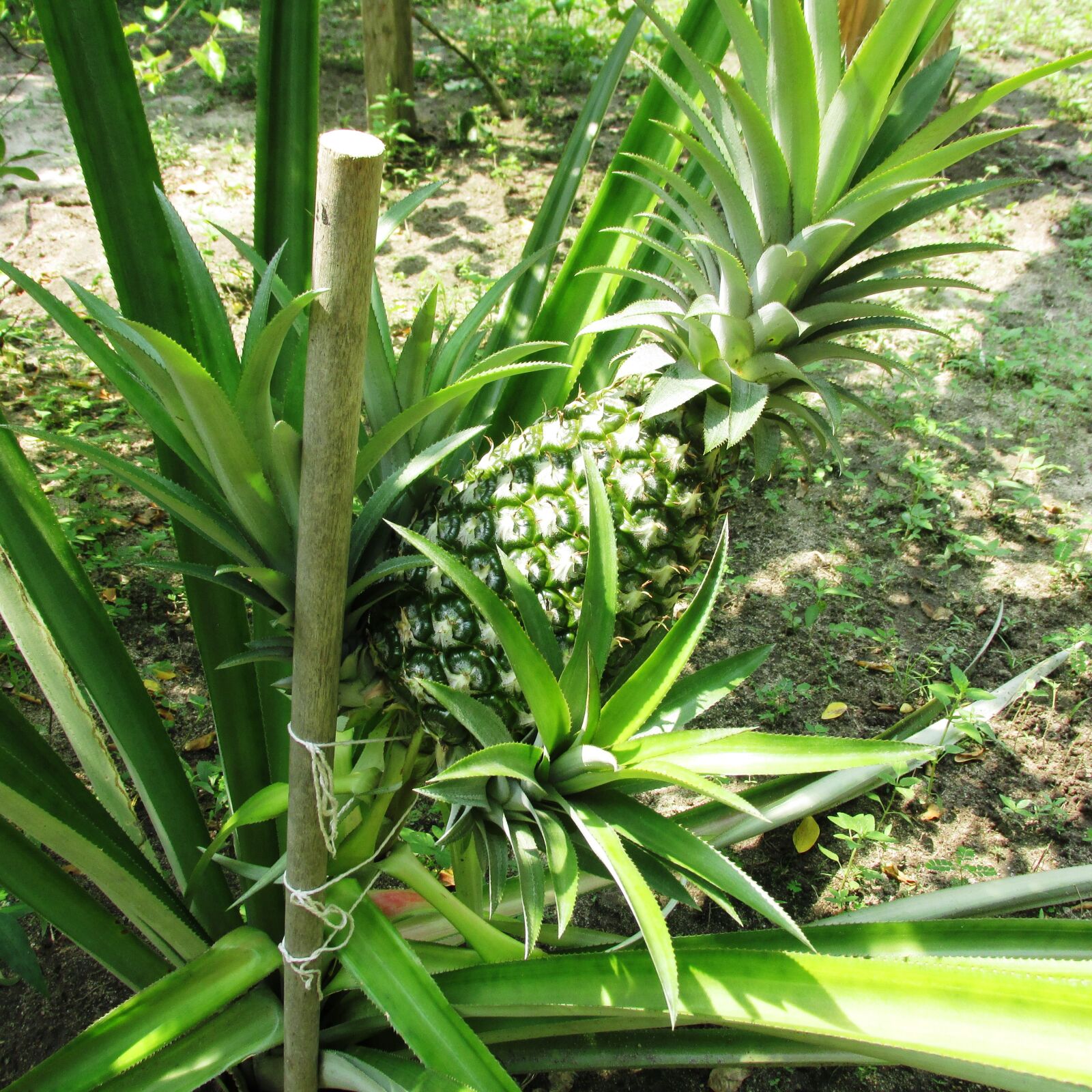 Canon PowerShot SX160 IS sample photo. Fruta, tropical, piña photography