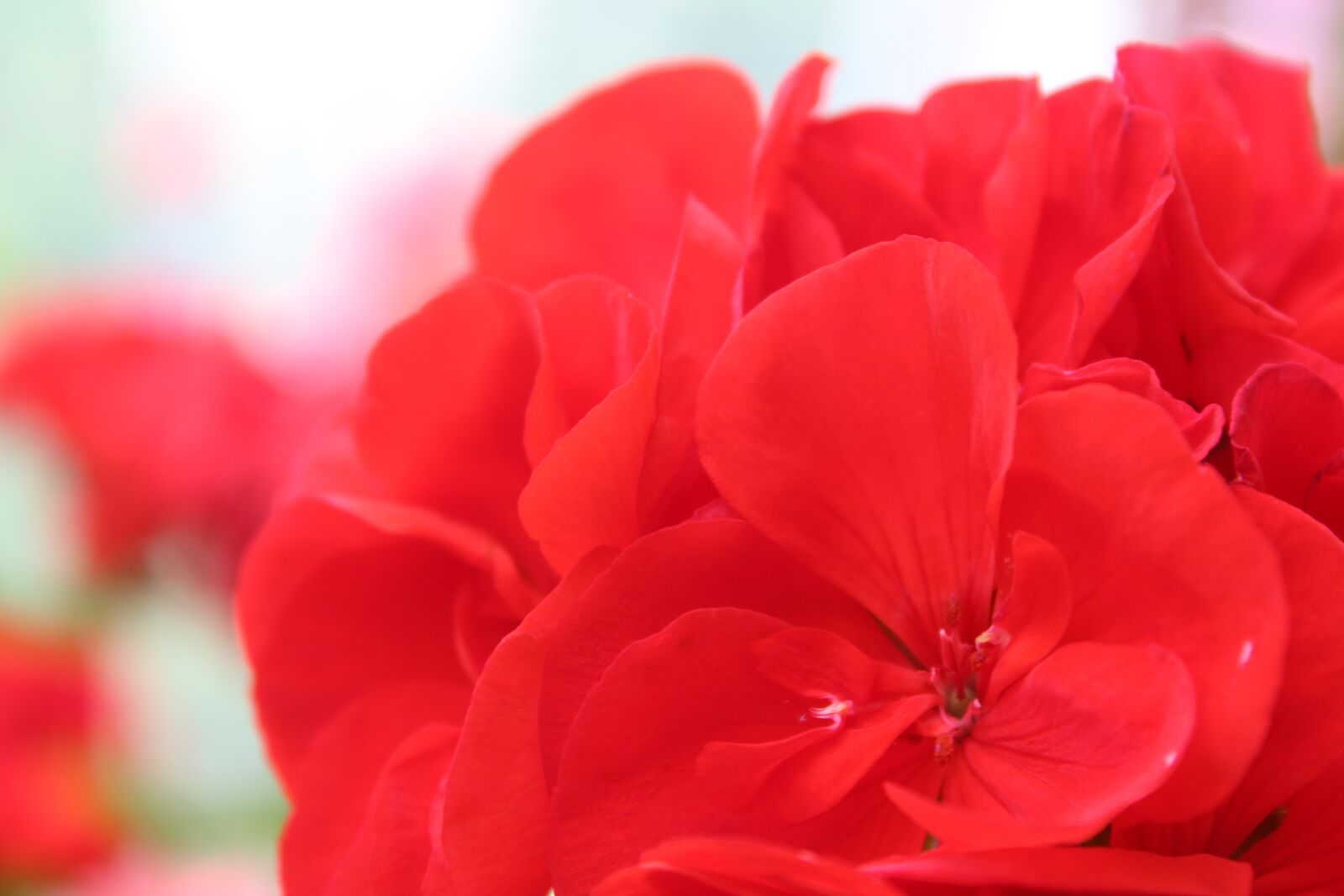 Canon EOS 1300D (EOS Rebel T6 / EOS Kiss X80) sample photo. Flower, red flower, romance photography