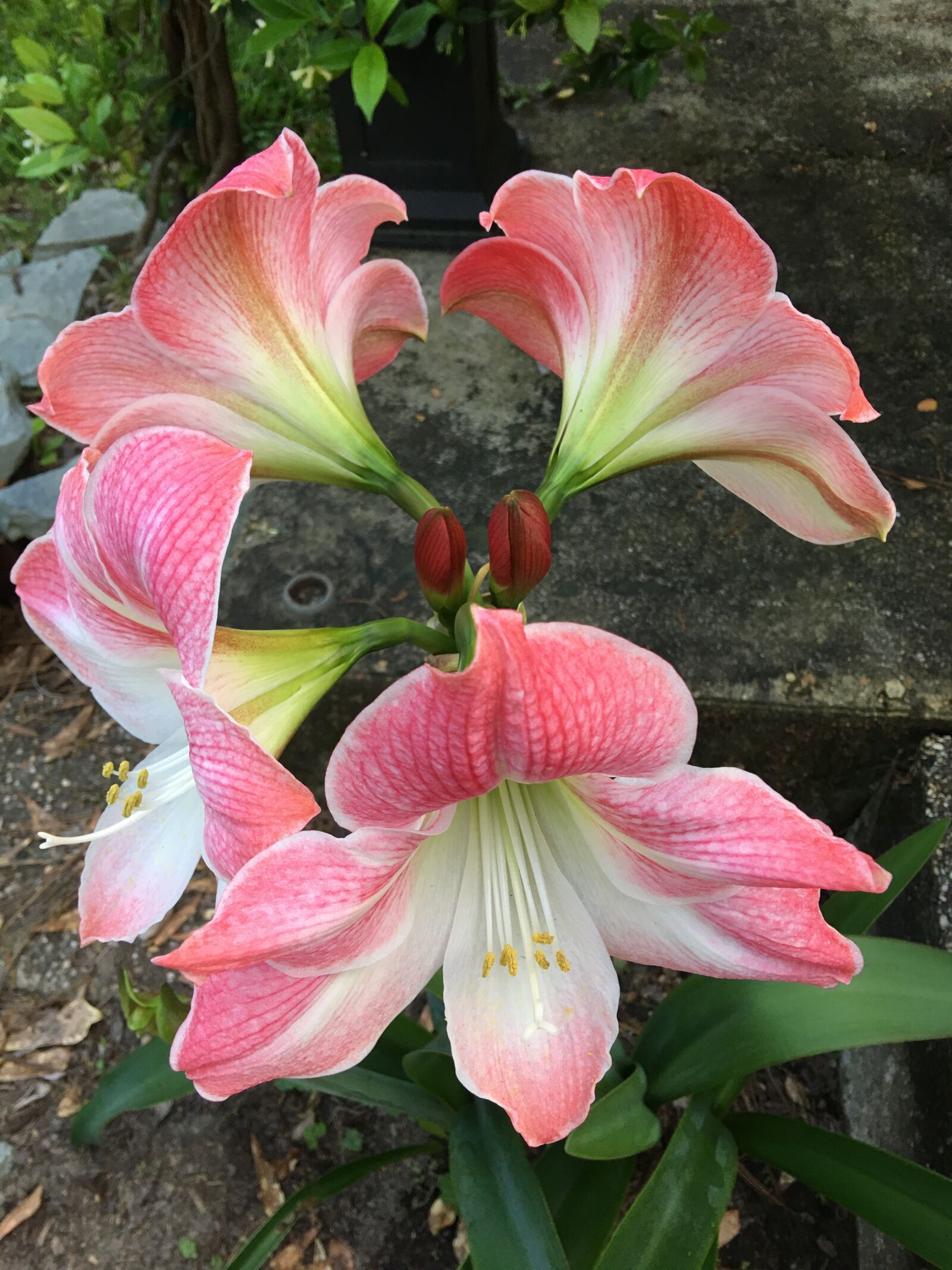 iPhone 6s Plus back camera 4.15mm f/2.2 sample photo. Lily, pink, white photography