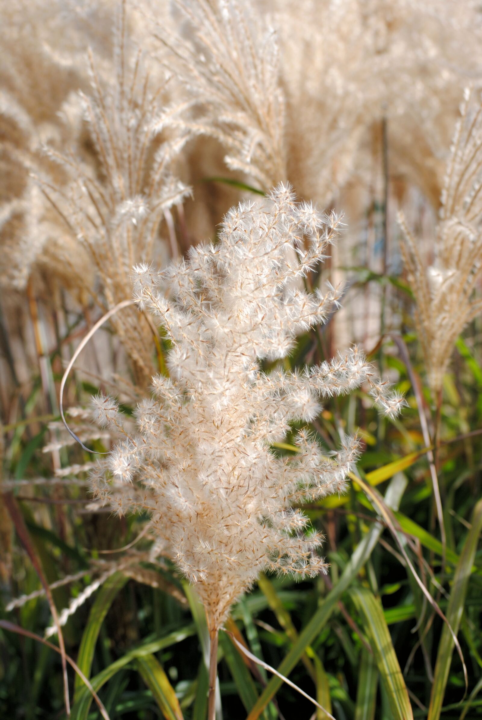 Nikon D3000 sample photo. Cereals, nature, field photography
