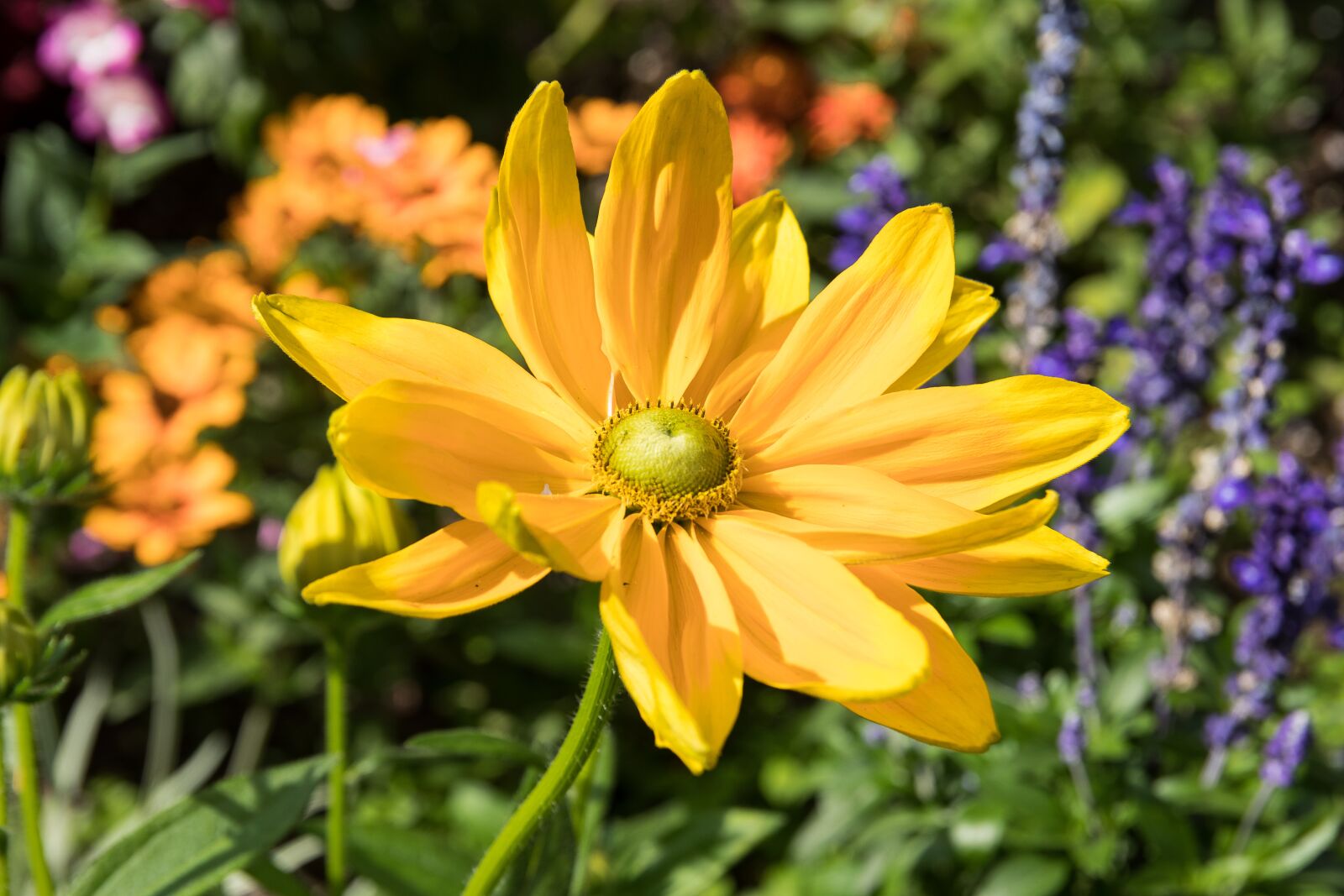 Canon EOS 80D sample photo. Flower, plant, blossom photography
