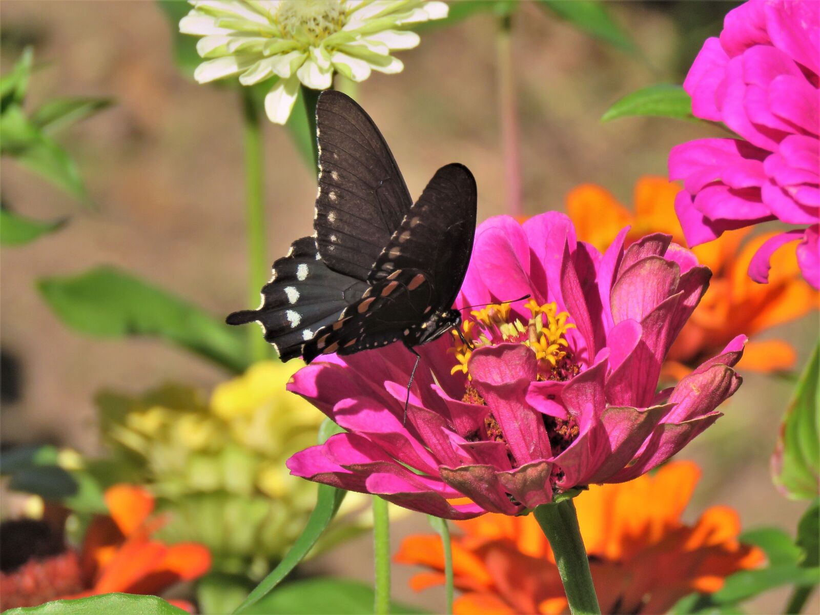 Canon PowerShot SX60 HS sample photo. Butterfly, black and white photography