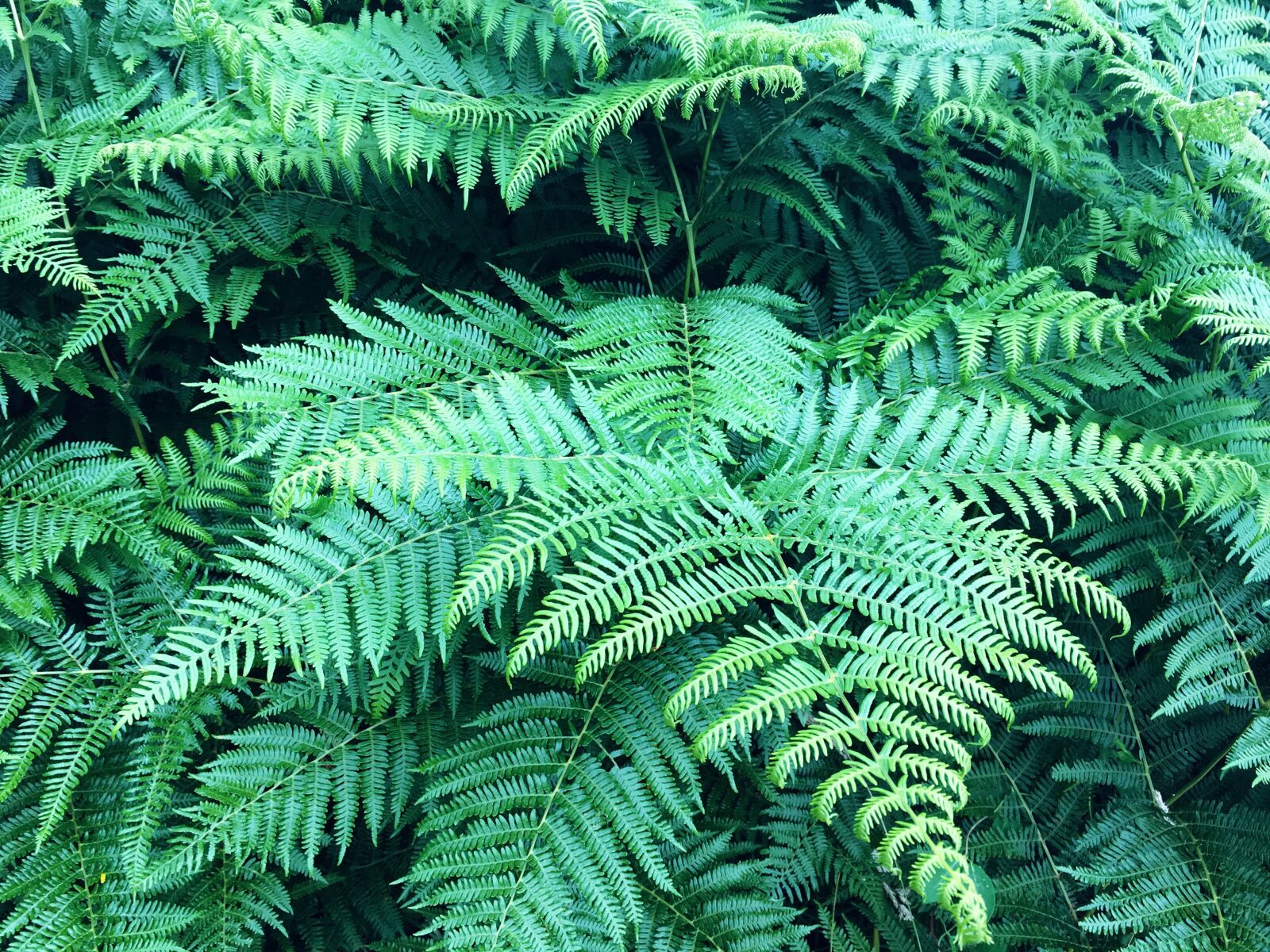 Apple iPhone 6s sample photo. Fern, forest, plant photography