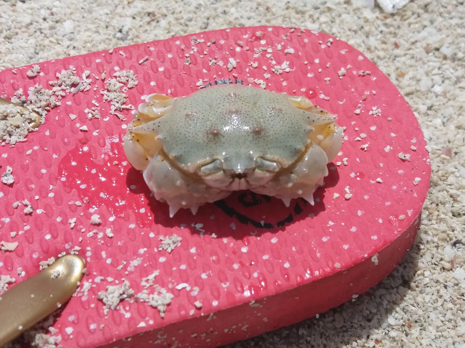 Samsung Galaxy J5(2016) sample photo. Beach, crabs, philippines, red photography