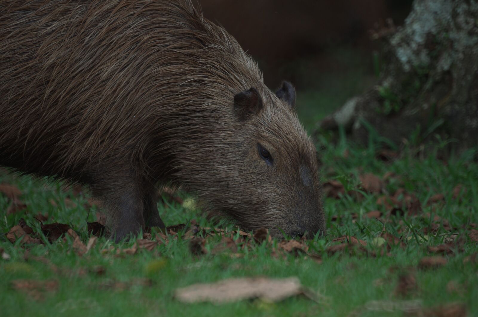 Sony SLT-A68 + Sony 500mm F8 Reflex sample photo. Capybara, animals, brazil photography