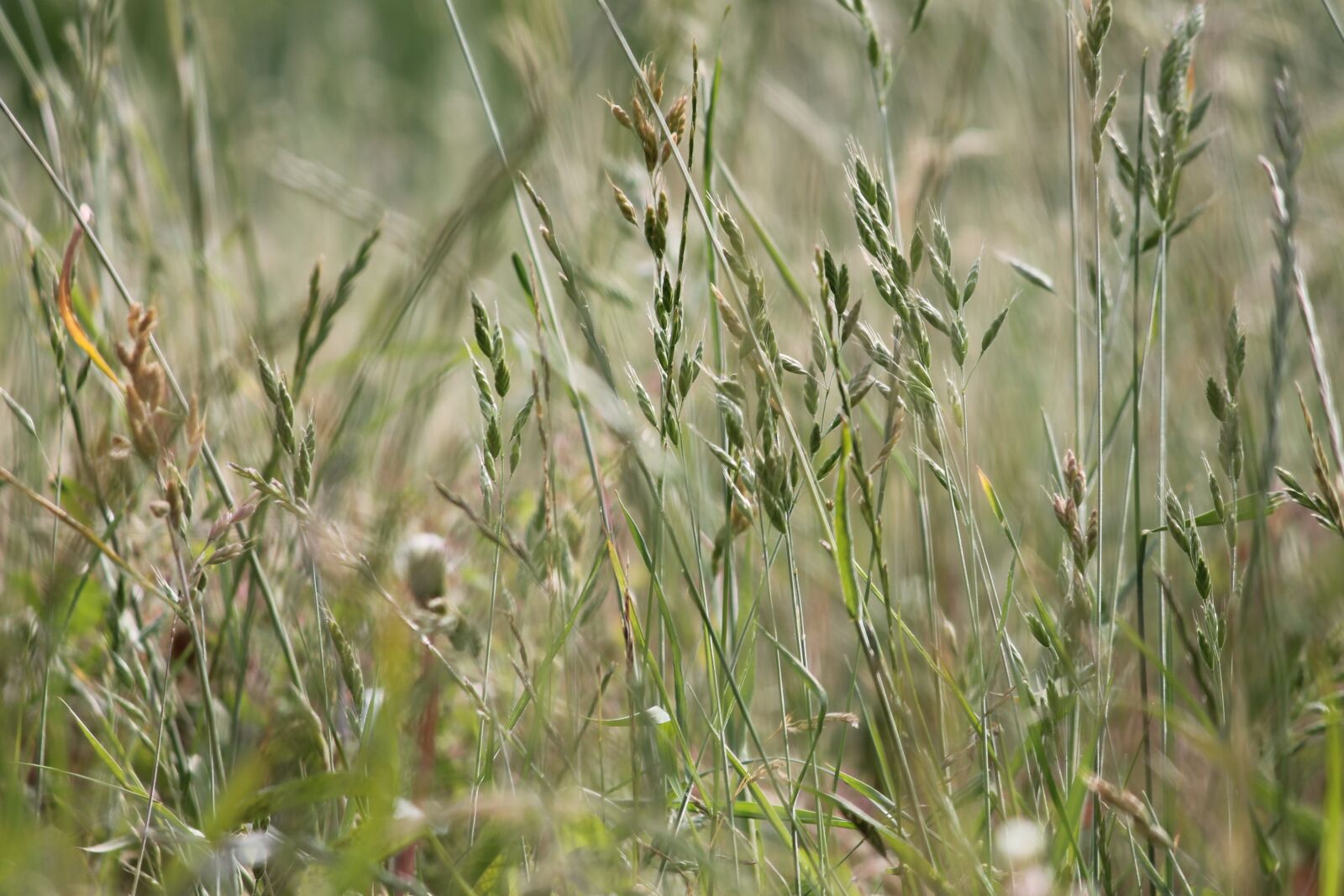 Canon EOS 1100D (EOS Rebel T3 / EOS Kiss X50) sample photo. Nature, landscape, grass photography