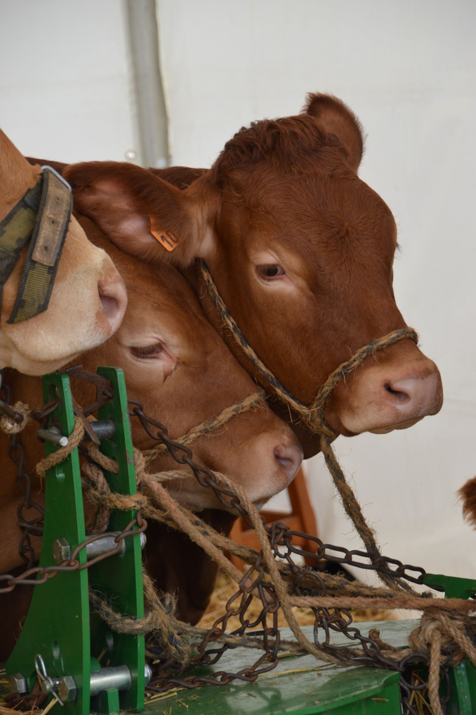 Nikon D3200 sample photo. Calf, cattle, mammal photography