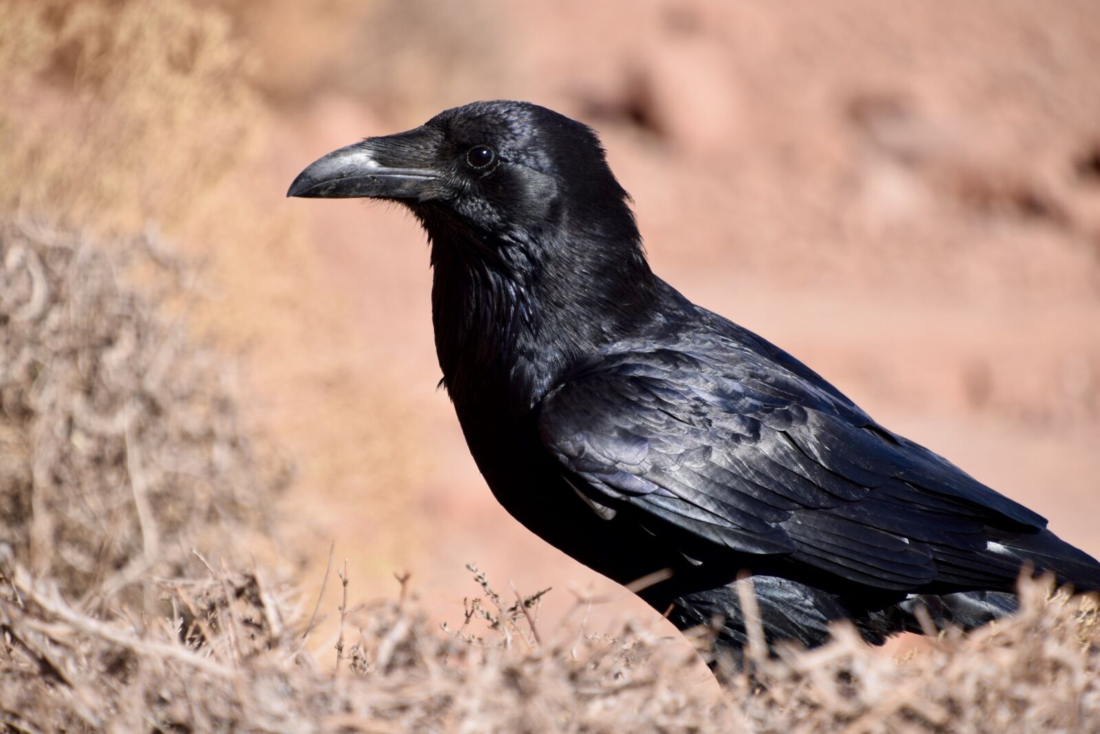 Nikon D3300 sample photo. Bird, black, blackbird photography