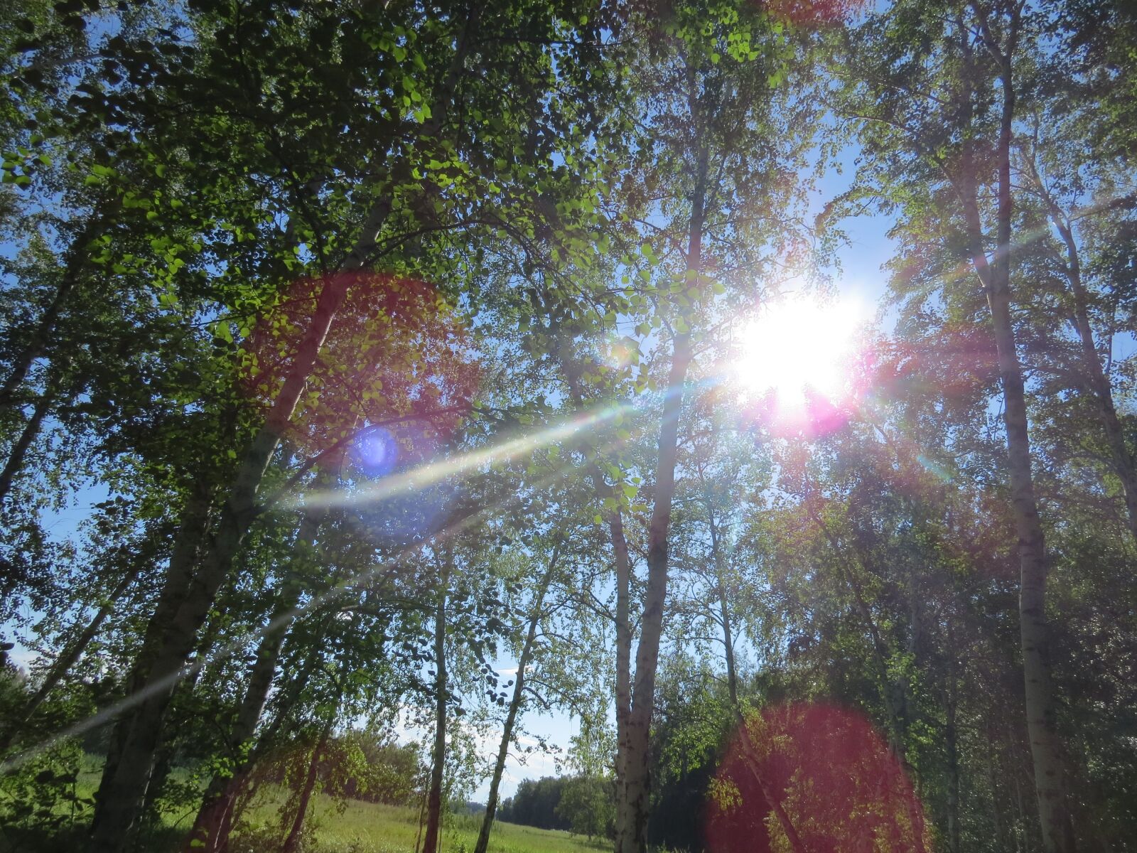 Canon PowerShot SX50 HS sample photo. Forest, sun, green photography