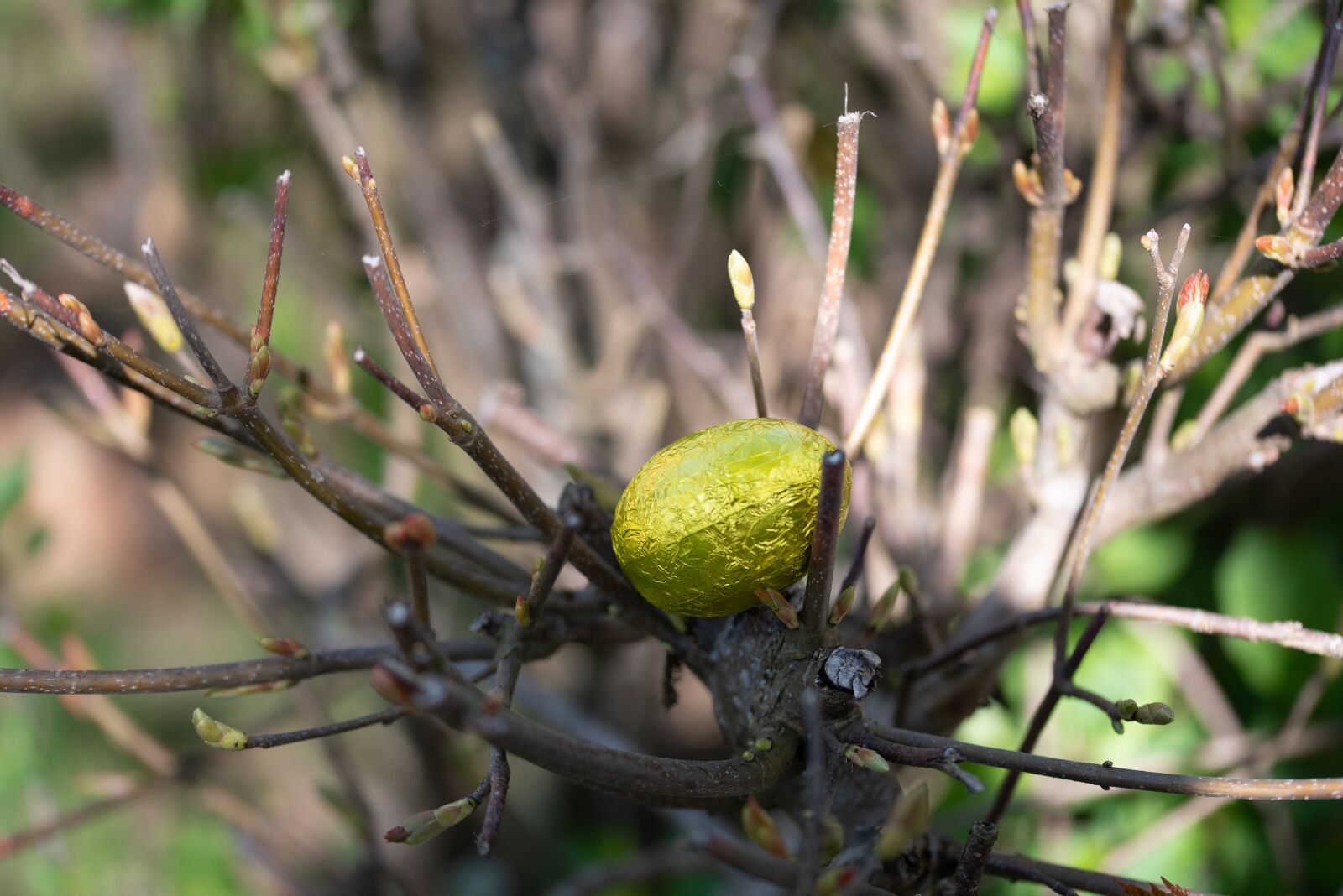 Nikon D750 sample photo. Easter, easter egg, branches photography
