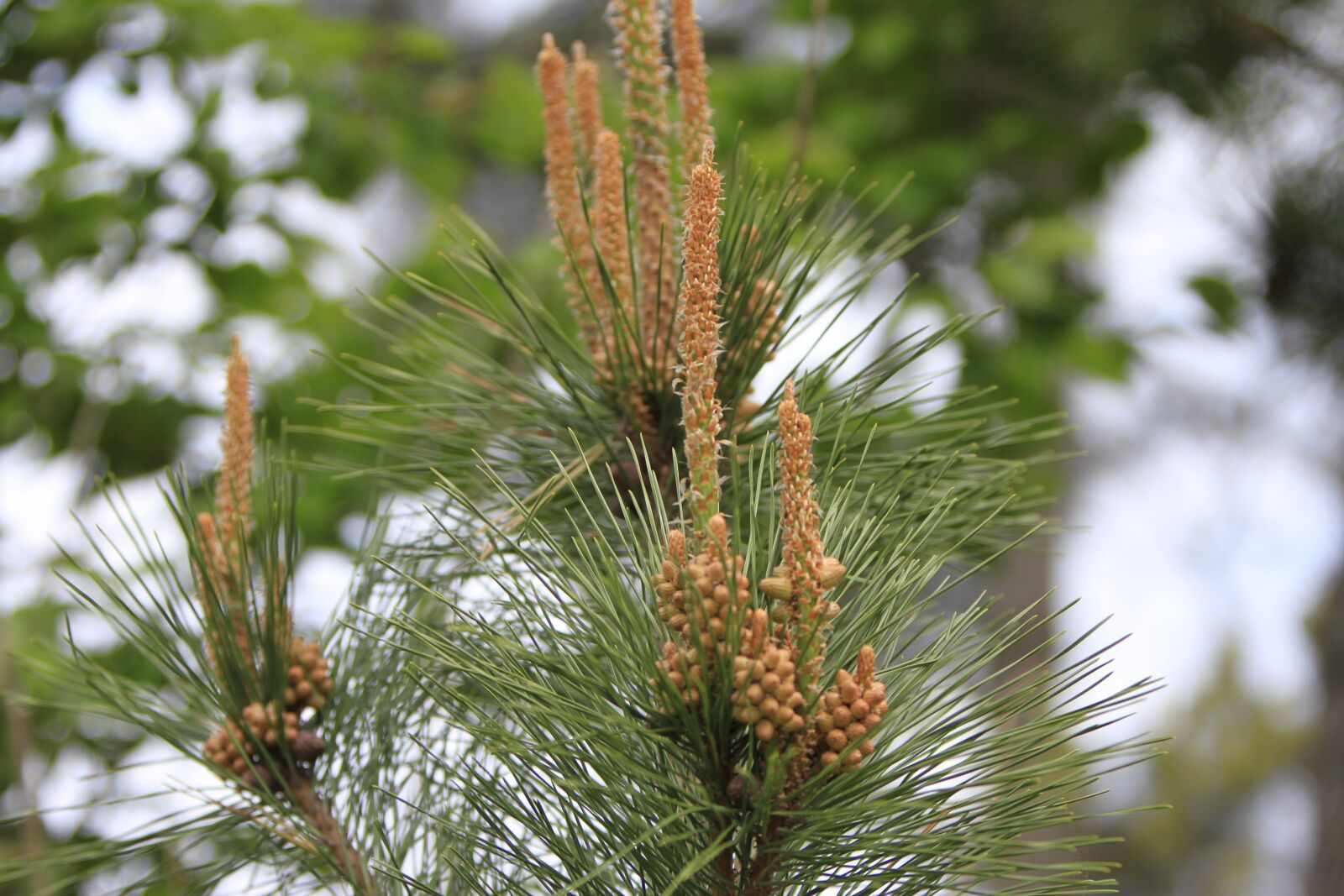 Canon EOS 7D sample photo. Pohang, everywhere park, wood photography