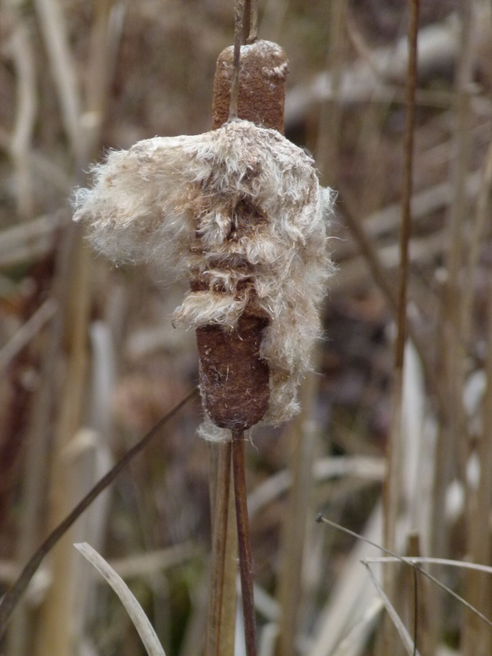 Panasonic Lumix DMC-FZ100 sample photo. Cattail, cattails, cat tails photography