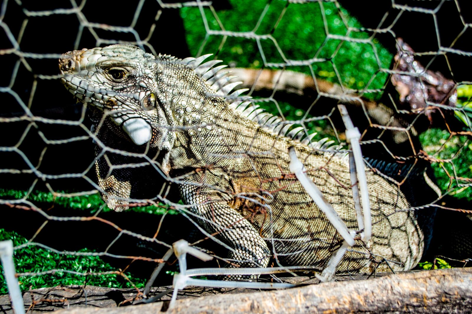 Nikon D3200 sample photo. Iguana, lizard, animal photography