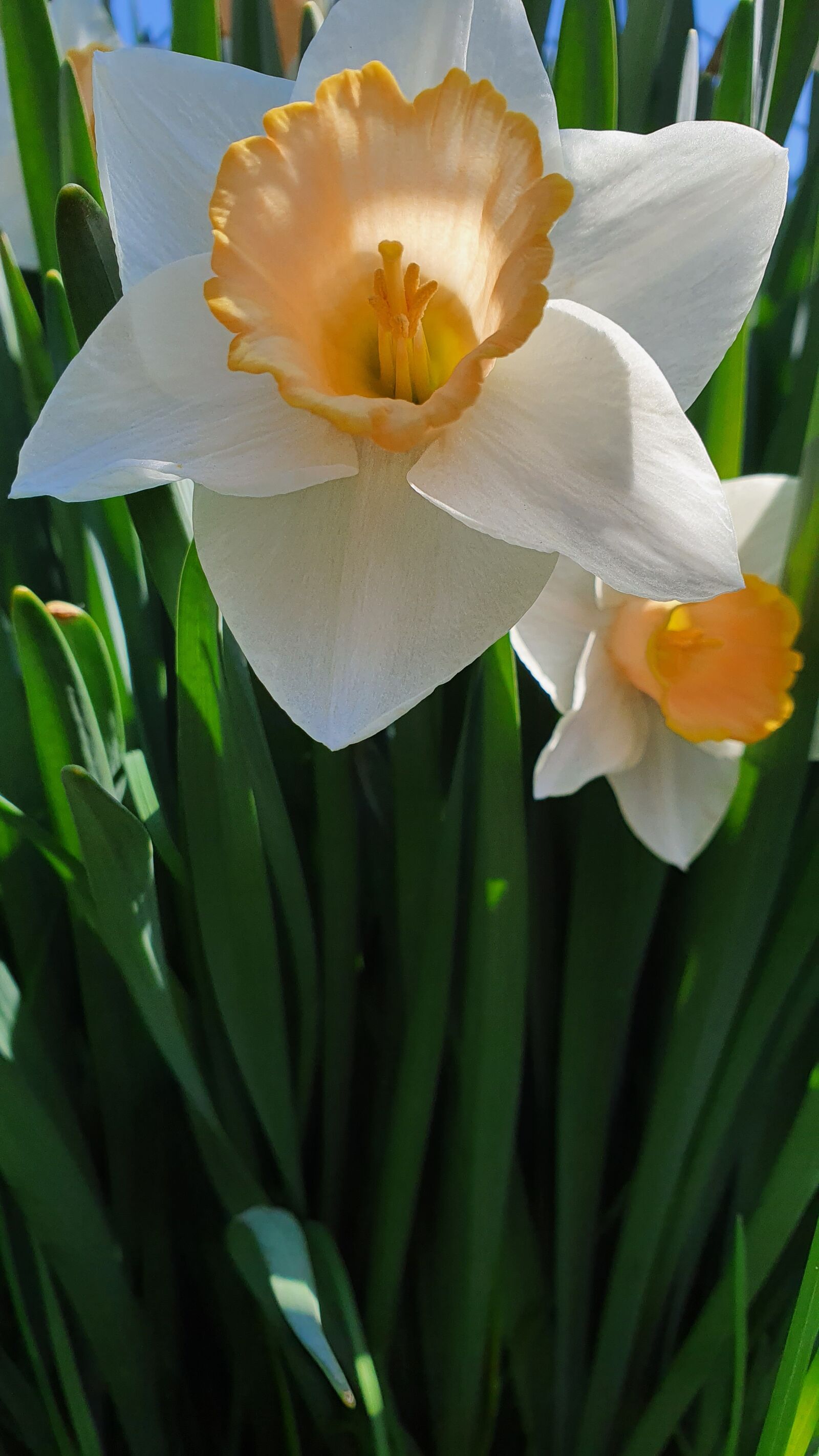 Samsung Galaxy S10e sample photo. Daffodils, flowers, prato photography