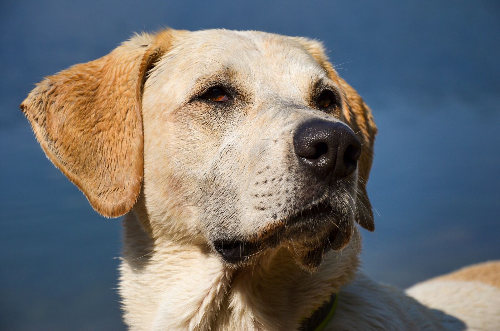 Nikon D5100 sample photo. Head, dog, blue photography