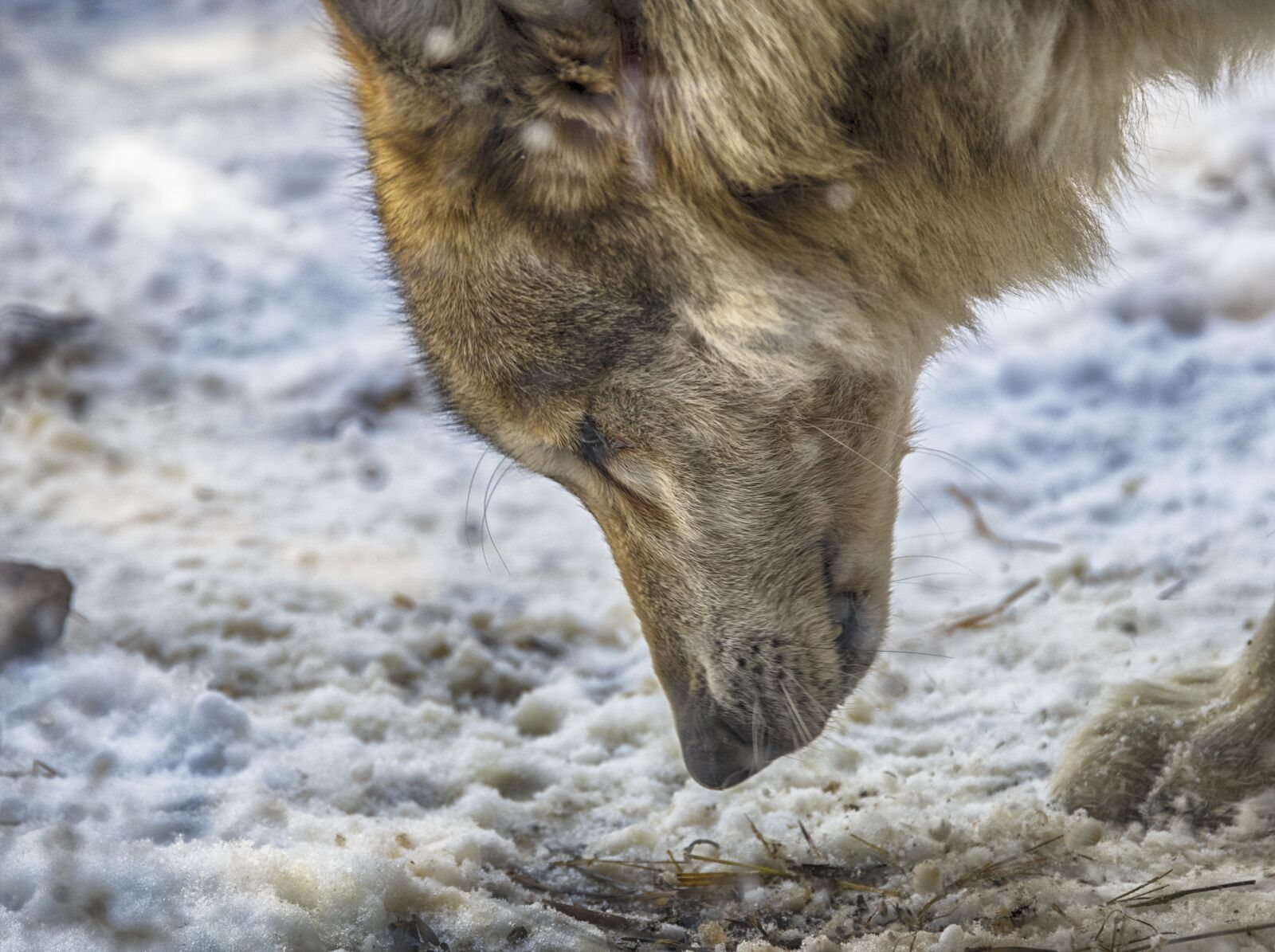 Nikon D850 sample photo. Nature, animal, wildlife photography