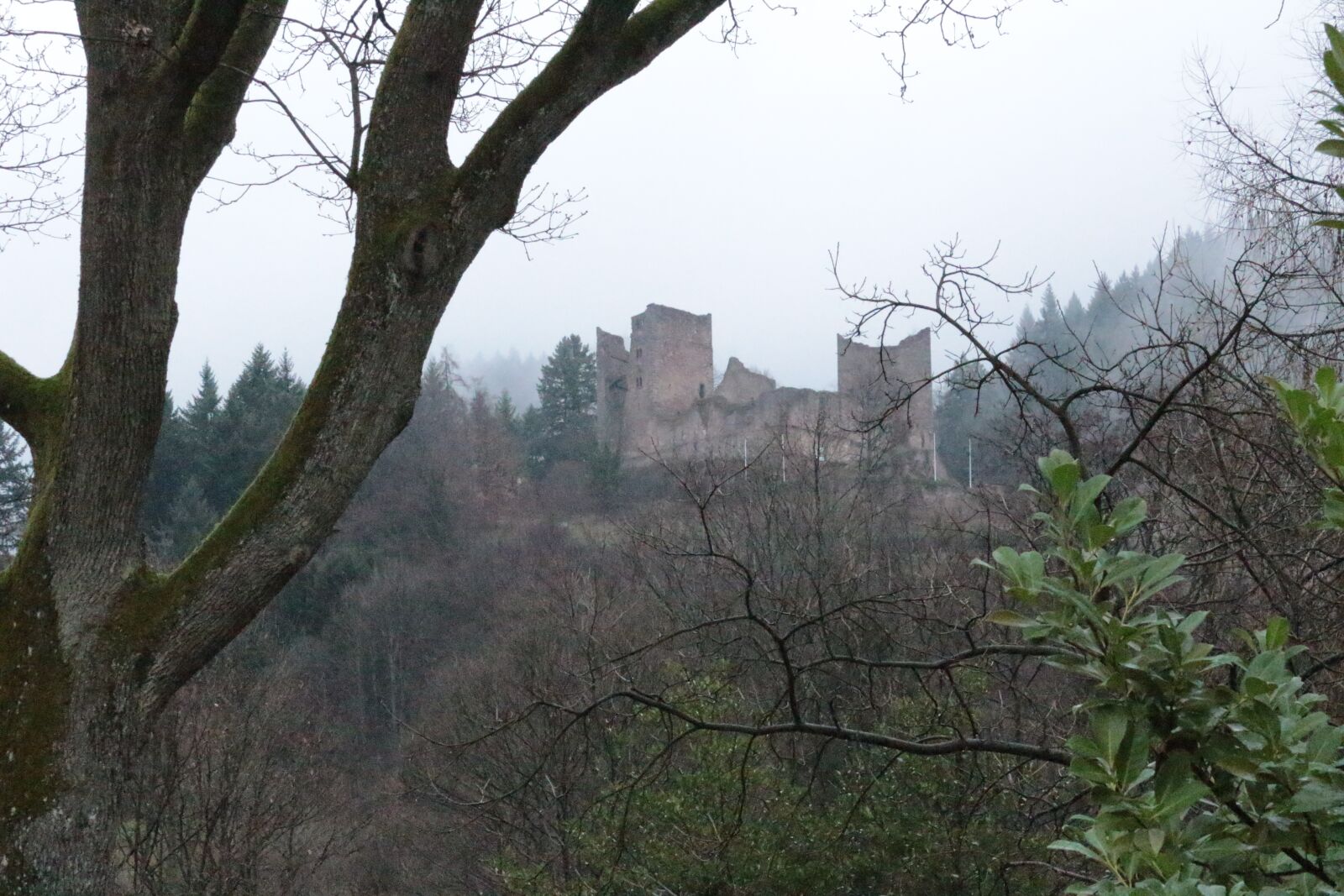 Canon EOS 650D (EOS Rebel T4i / EOS Kiss X6i) sample photo. Castle, tree, autumn photography