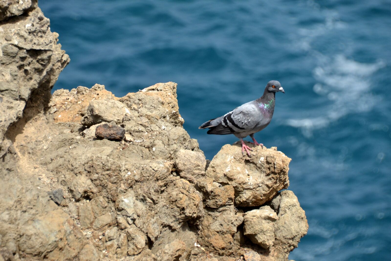 Nikon D5100 sample photo. Dove, sea, bird photography