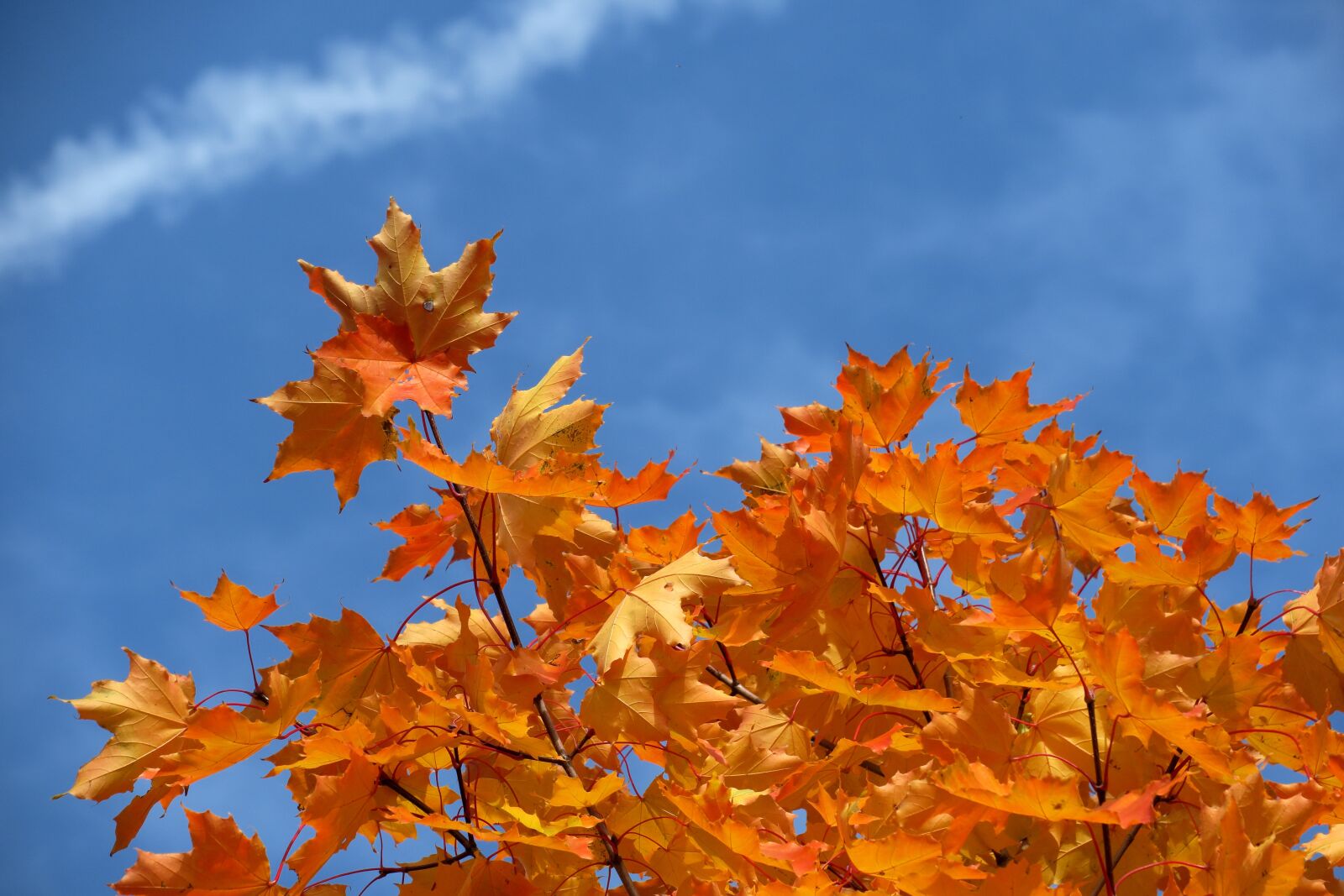 Canon PowerShot G3 X sample photo. Leaves, autumn, sky photography