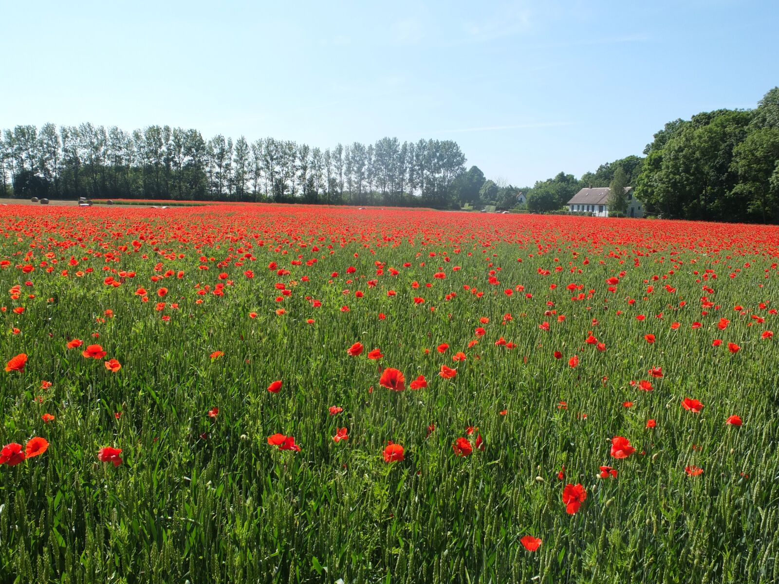 Fujifilm X10 sample photo. Poppy, alnarp, skåne photography