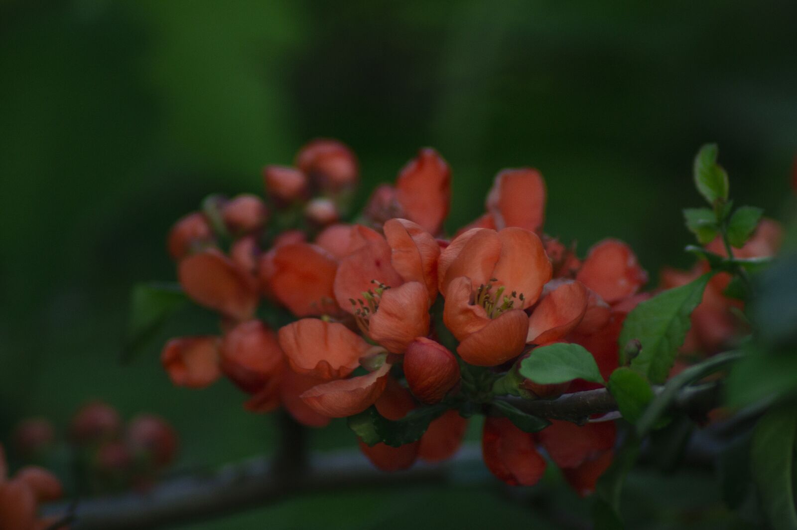 Sony SLT-A37 sample photo. Flower, spring, nature photography