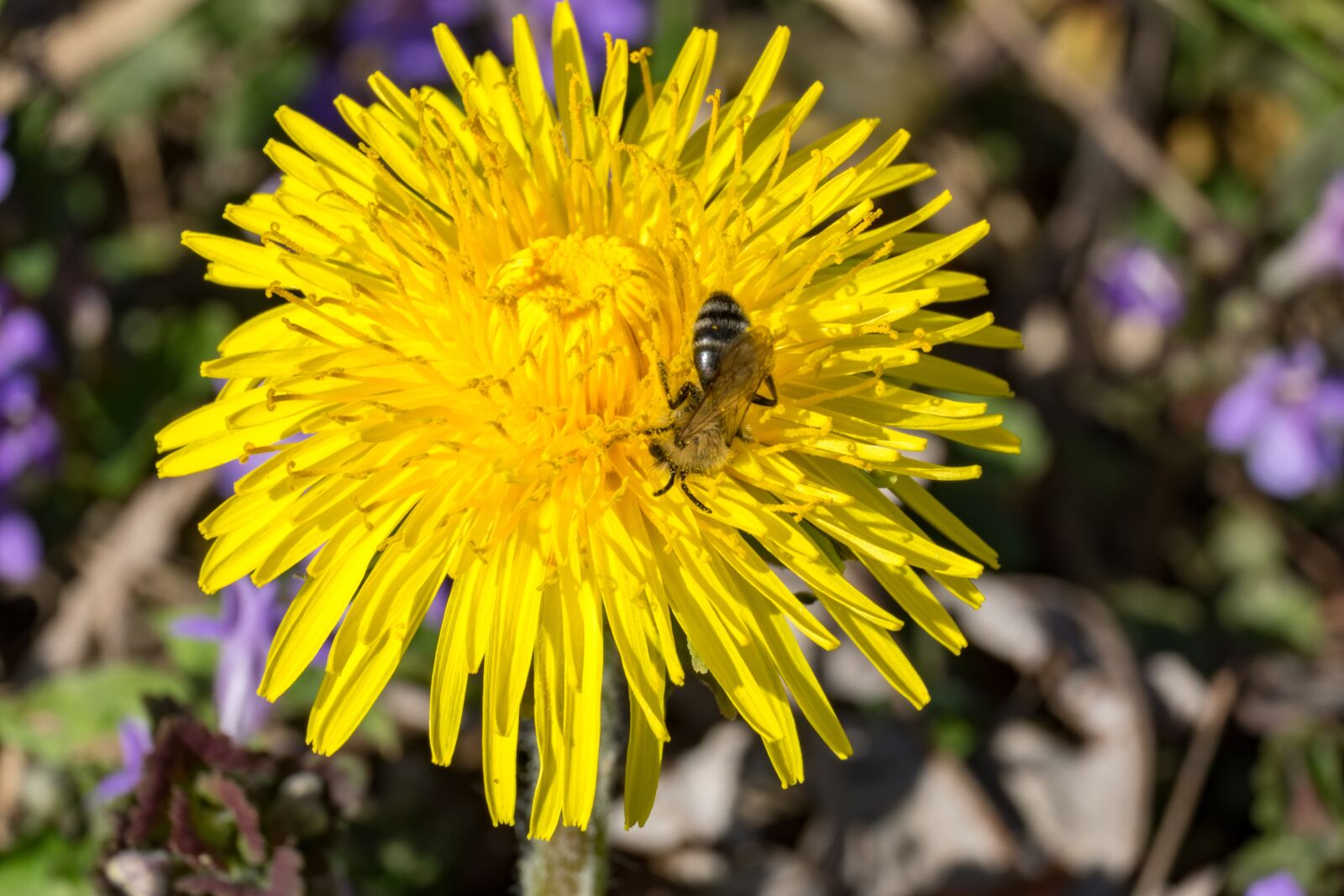 Fujifilm XF 55-200mm F3.5-4.8 R LM OIS sample photo. Nuns, sonchus oleraceus, doctor's photography