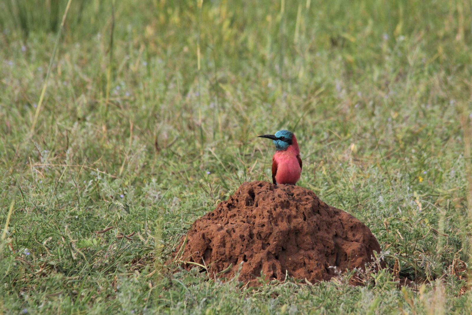 Canon EOS 60D sample photo. Northern, carmine, bee-eater photography