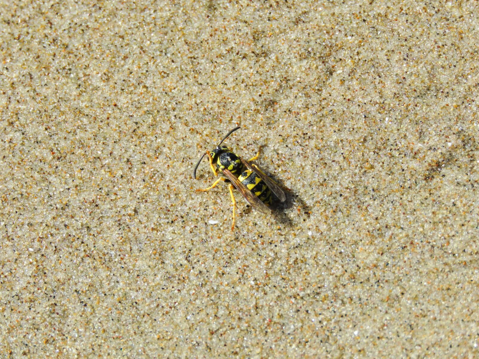 Canon PowerShot SX60 HS sample photo. Wasp, beach, grains of photography