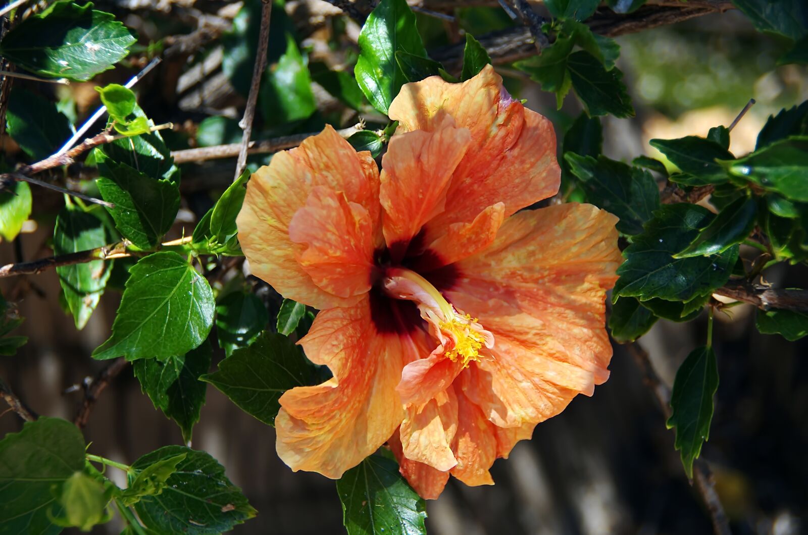 Pentax K-5 sample photo. Hibiscus, flower double, orange photography
